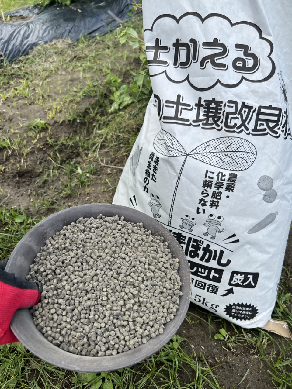 ヨコチューの畑