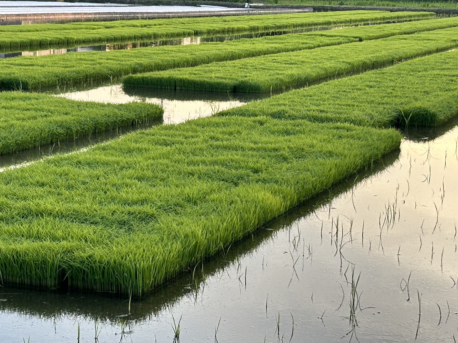 『つちのおと』(無農薬栽培米）の田植えが始まりました！