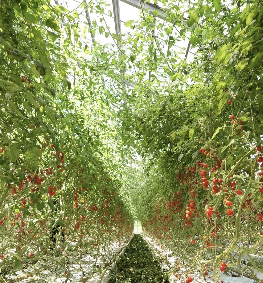 つちのおと🍅生搾りトマトジュースがとにかく凄い！