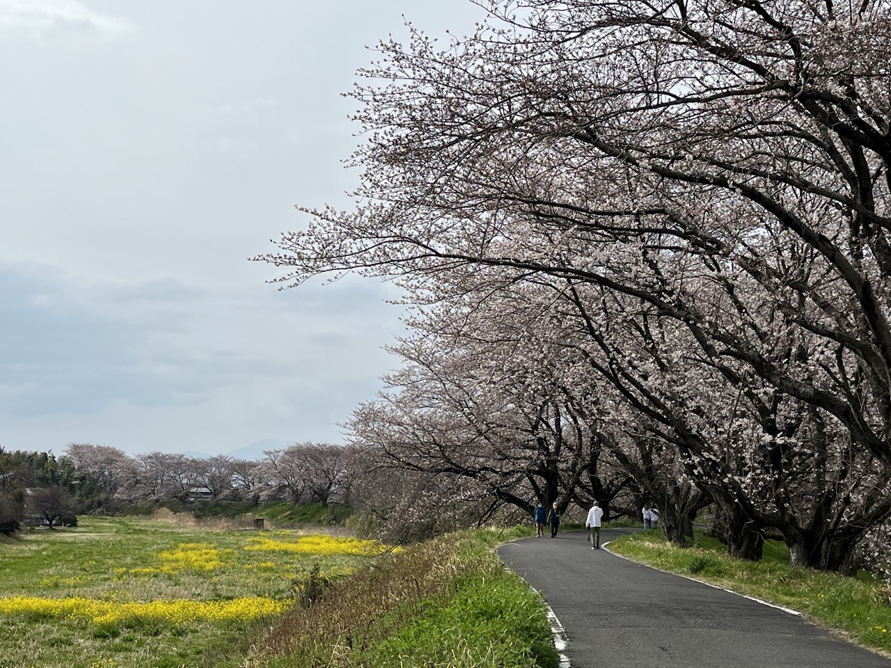 桜並木