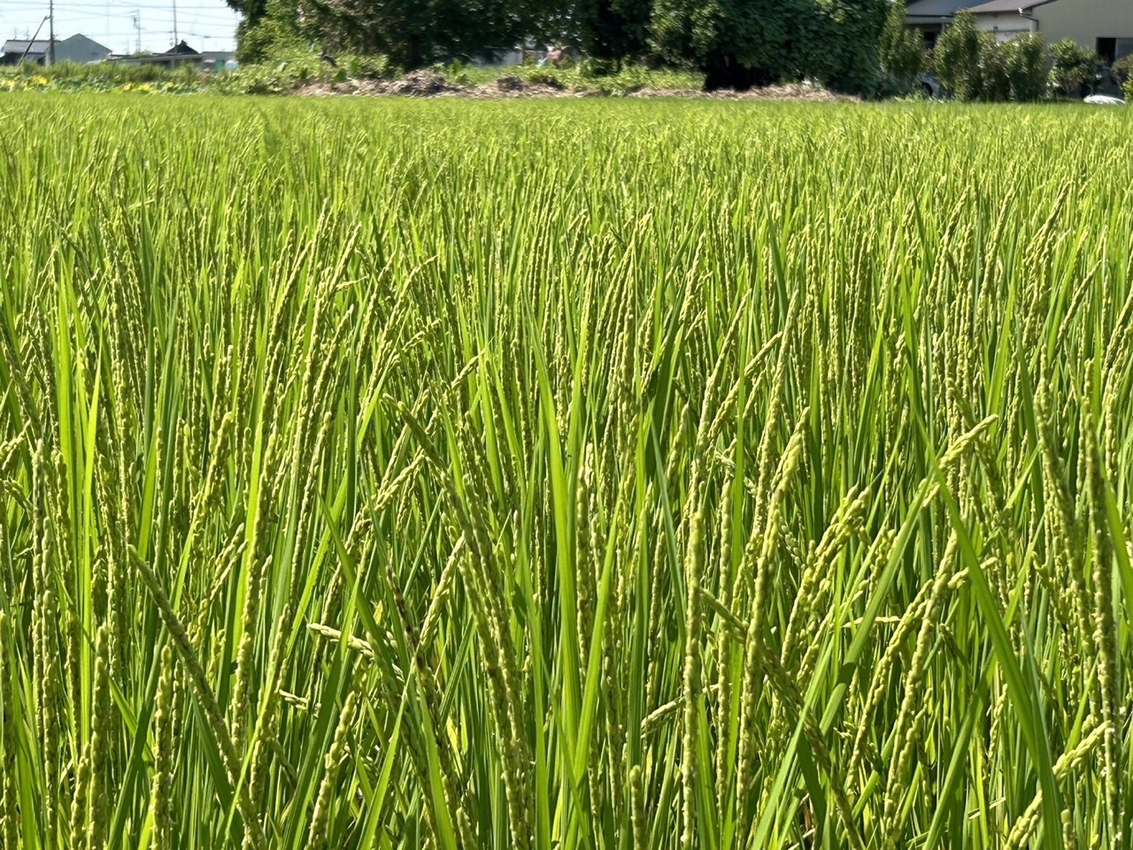 つちのおとの圃場の状況