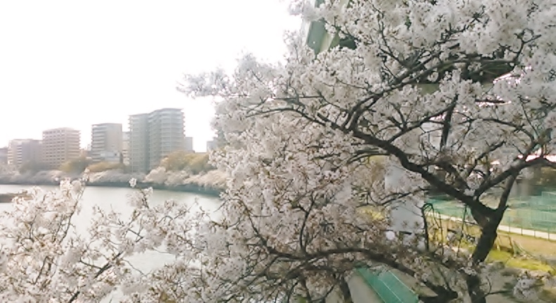 令和元年の桜満開と人華満開に祈りをこめて・・・