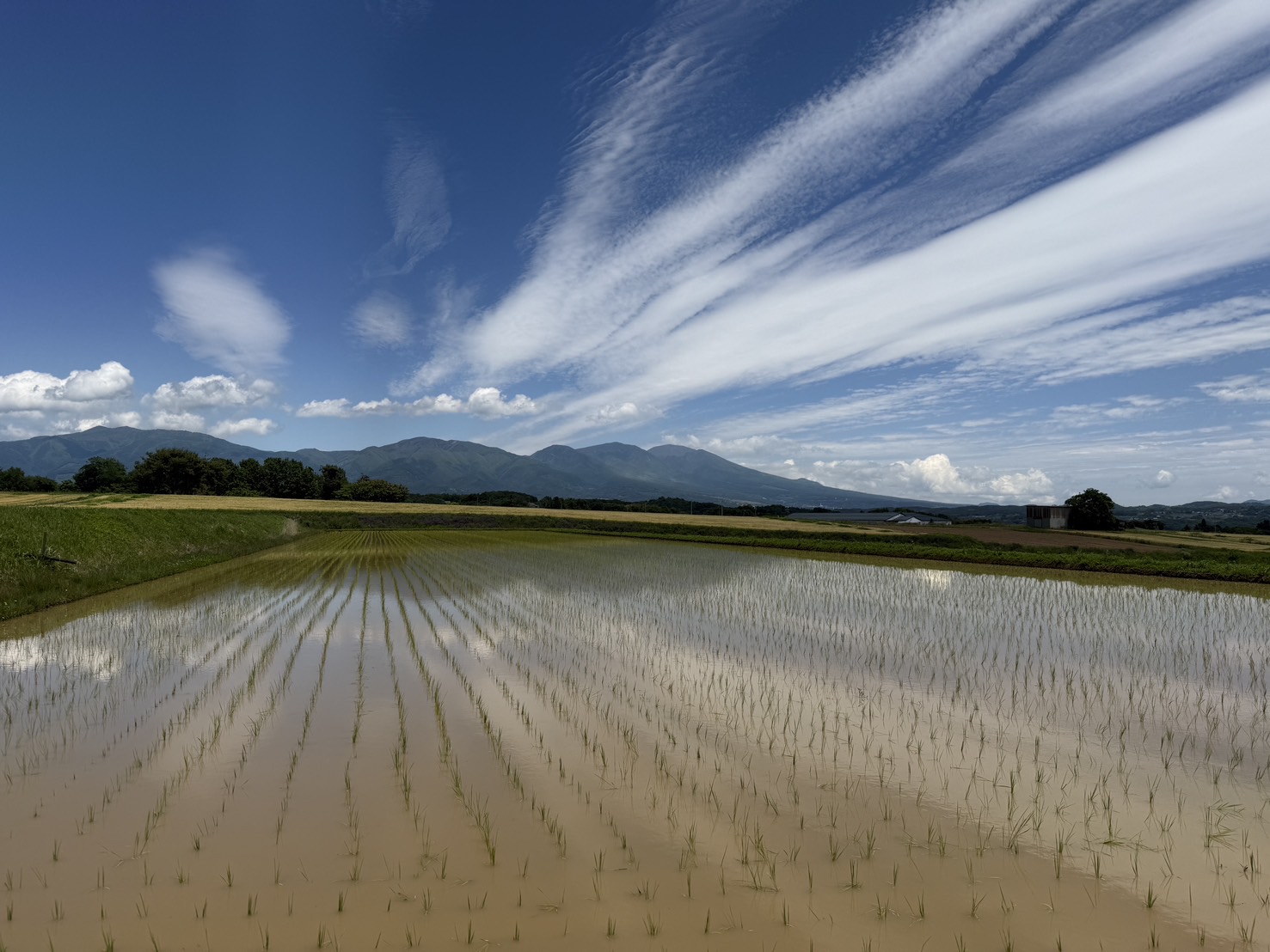 🌱🌱🌱今年の田植え作業🌱🌱🌱