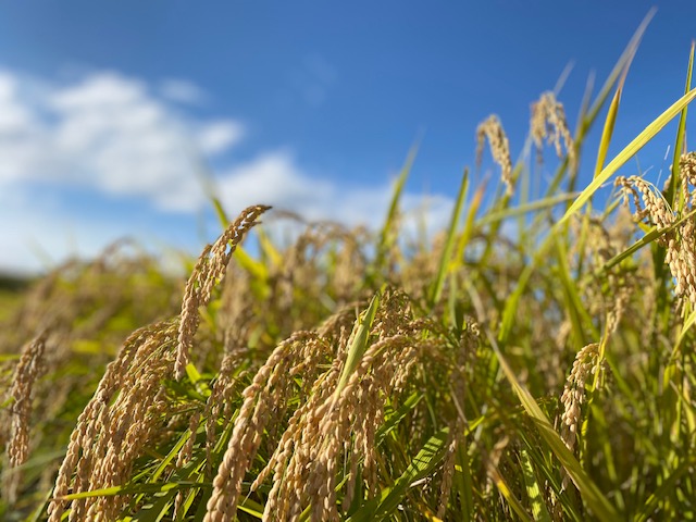 R5年産お米に完売について🌾