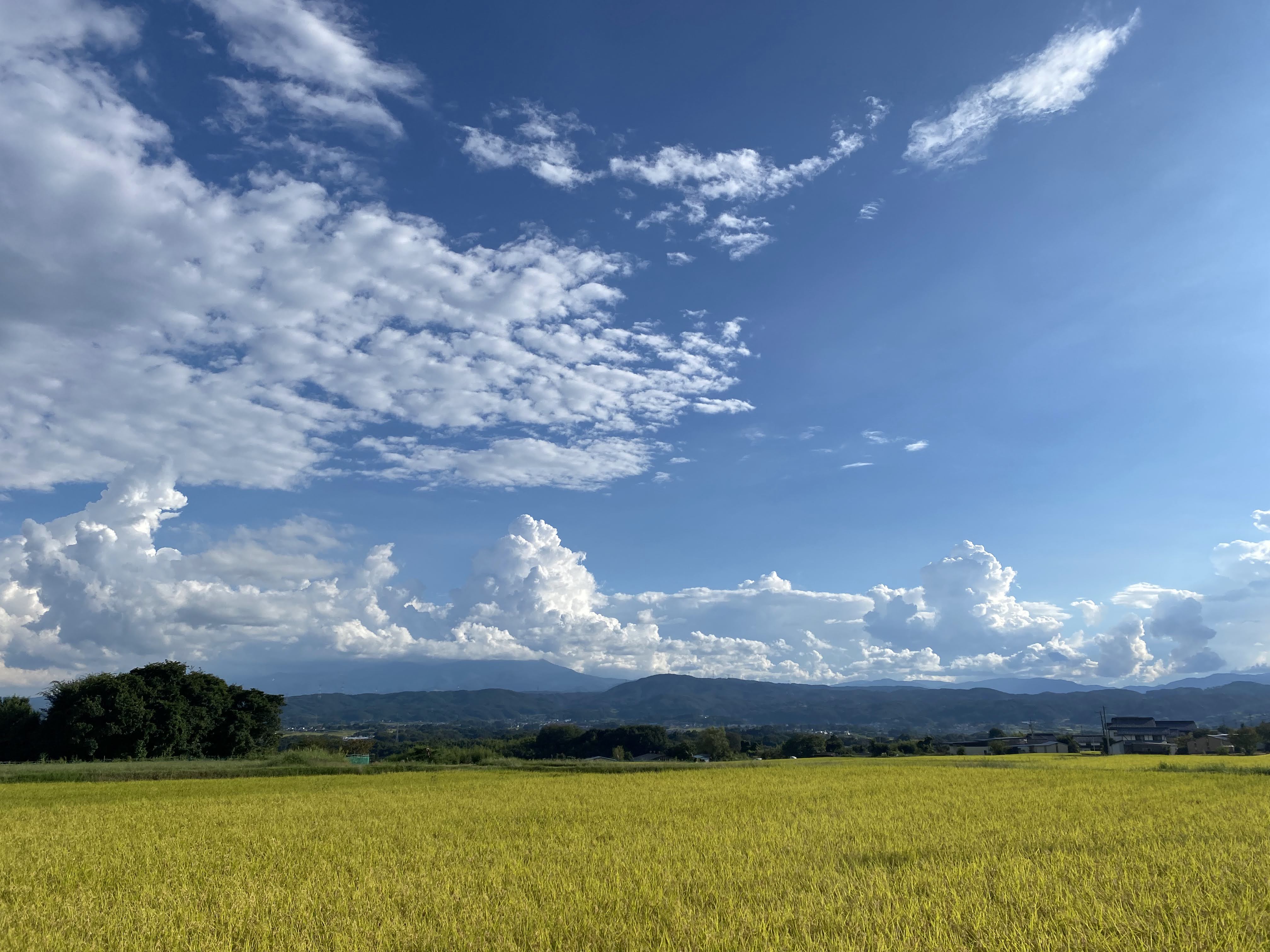 今日の八重原🌾黄金色一色です🌾