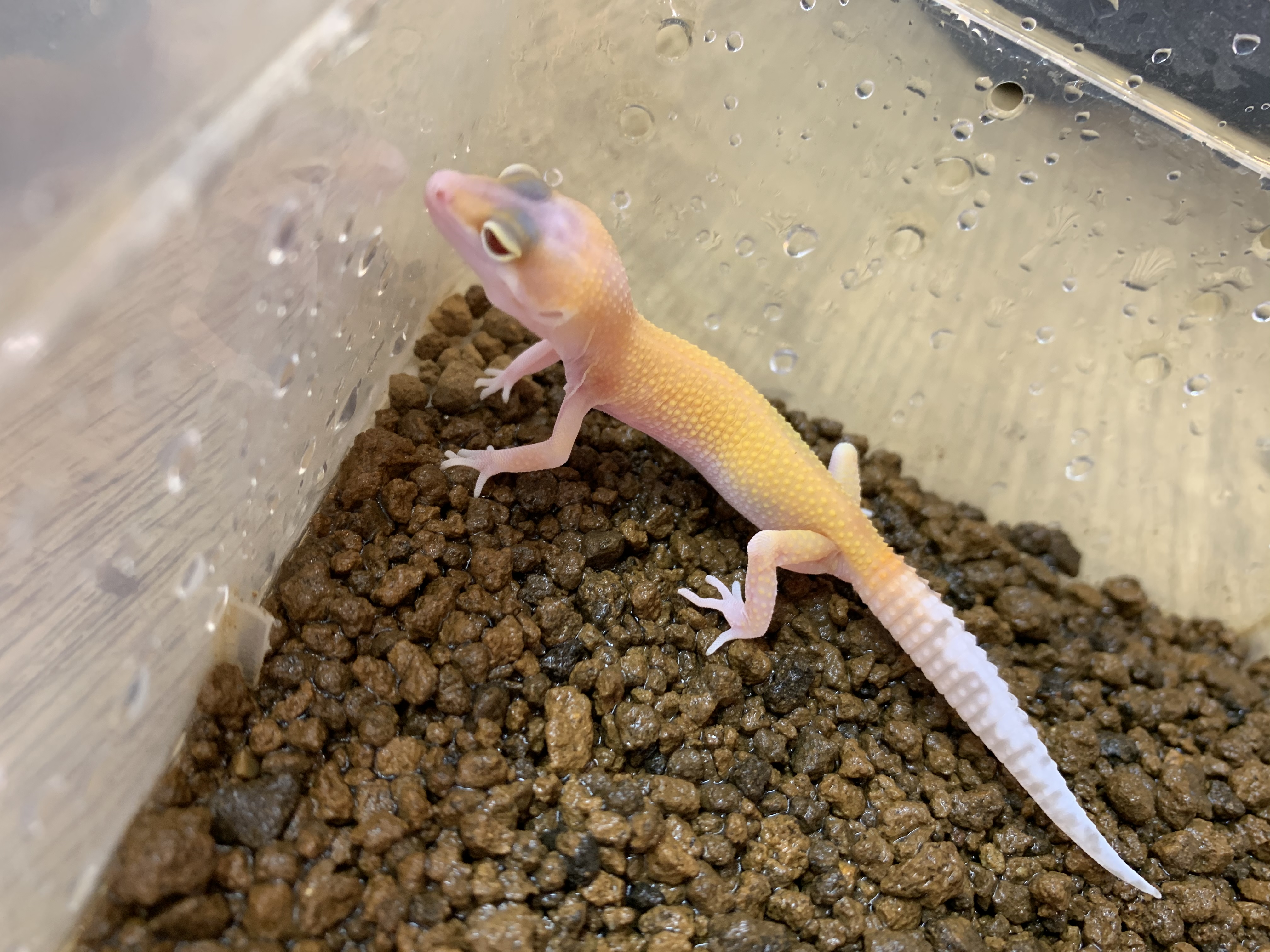 ヒョウモントカゲモドキ