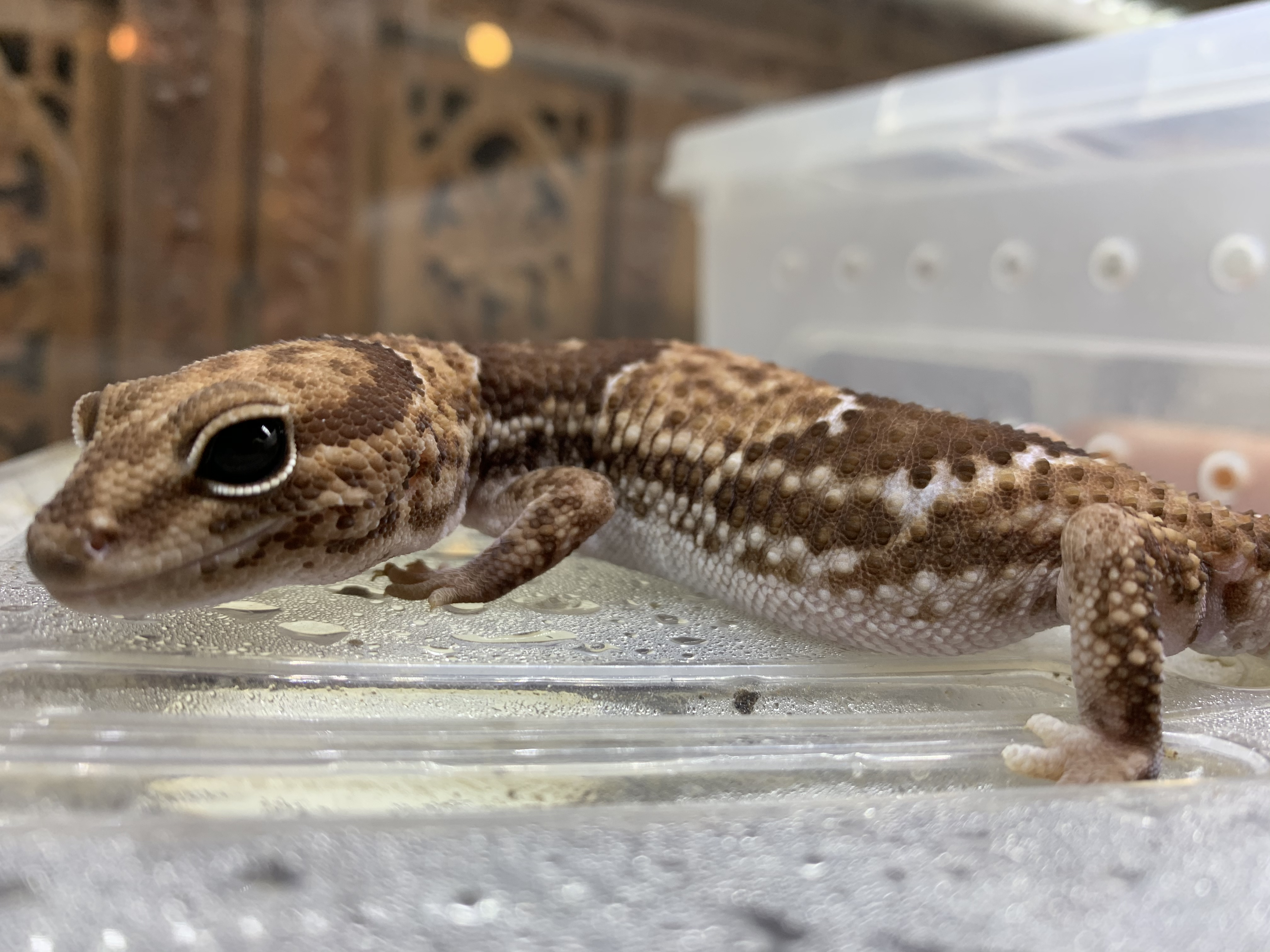 ニシアフリカトカゲモドキ