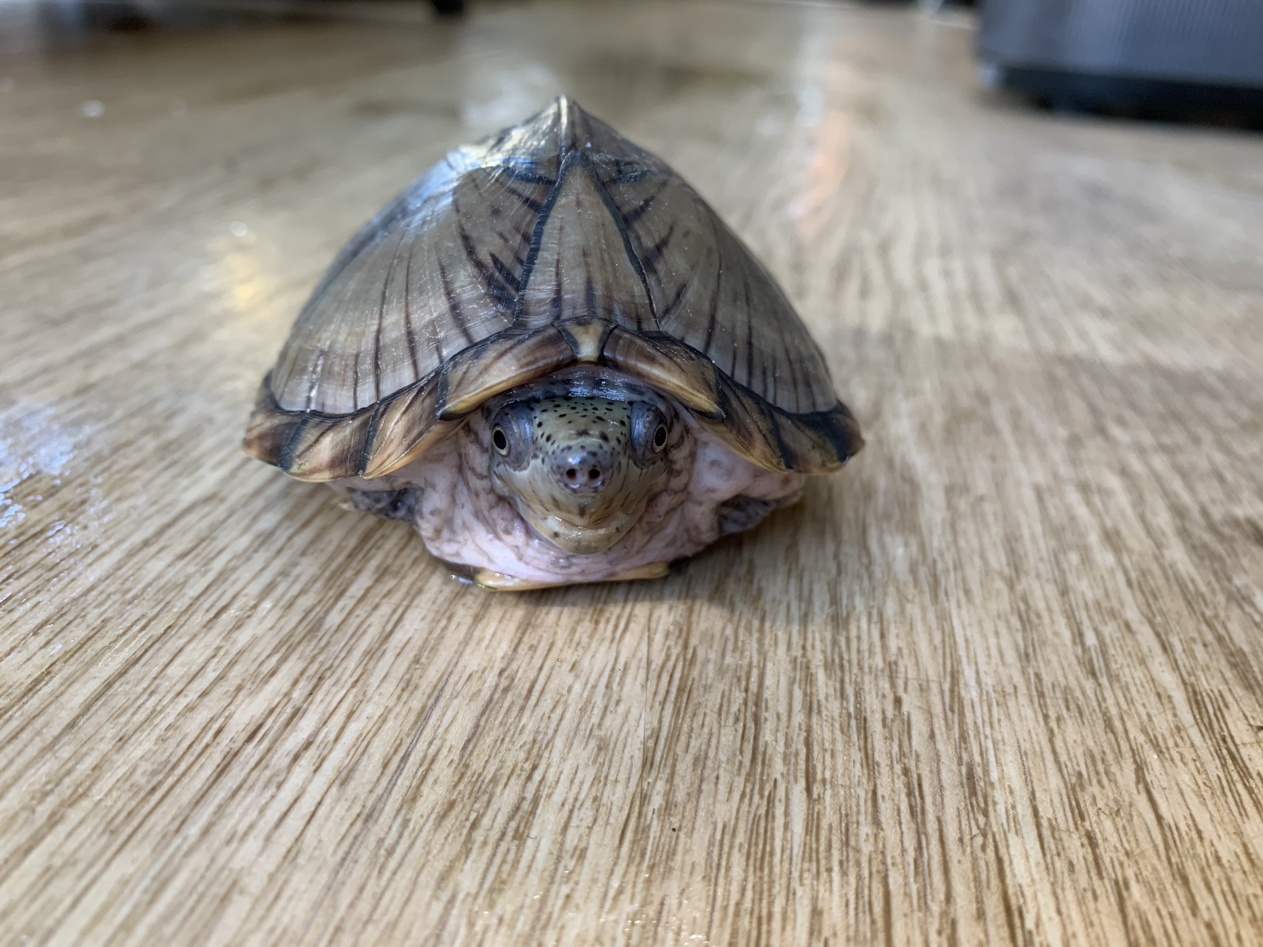 カブトニオイガメ