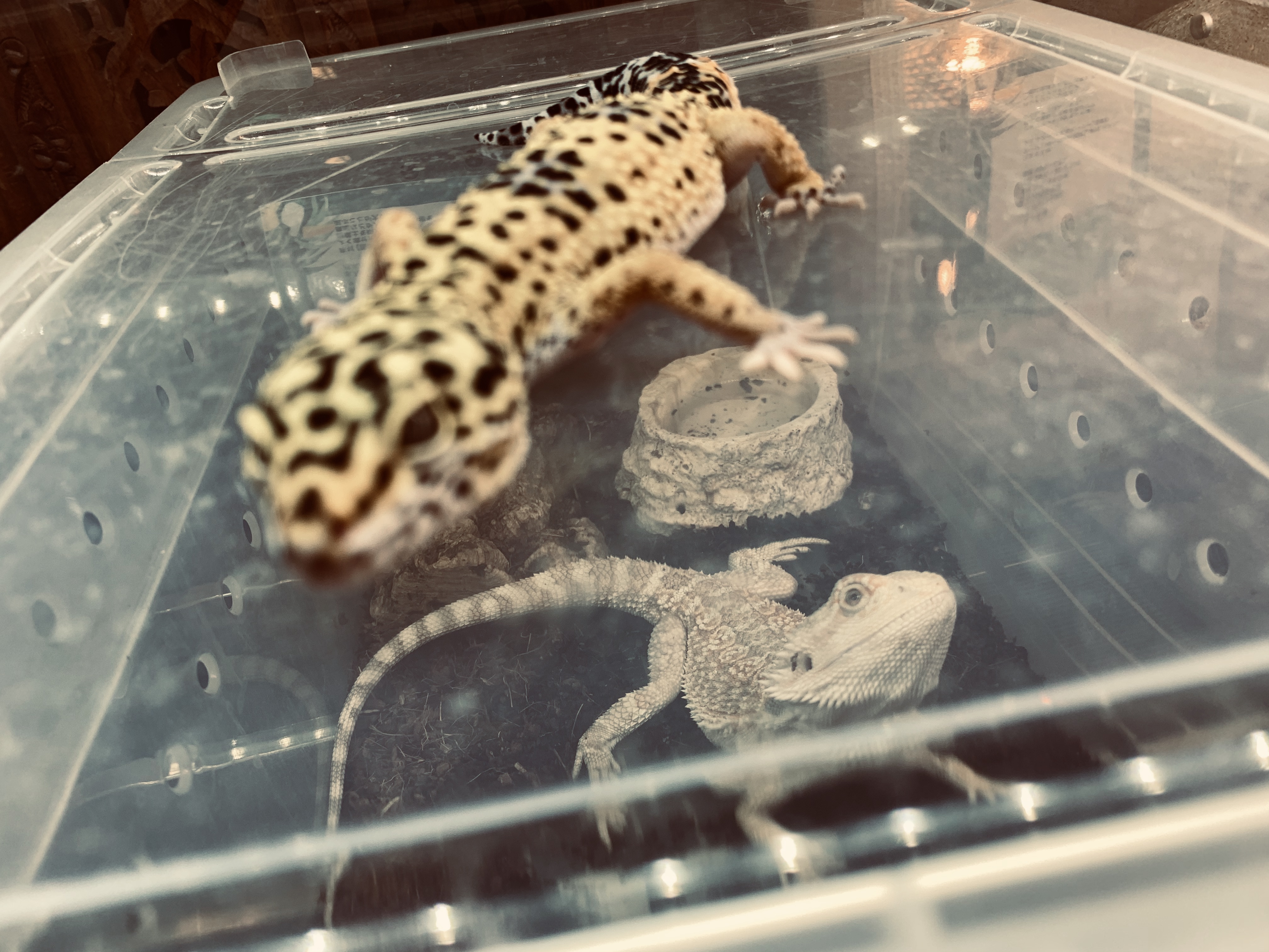 フトアゴ