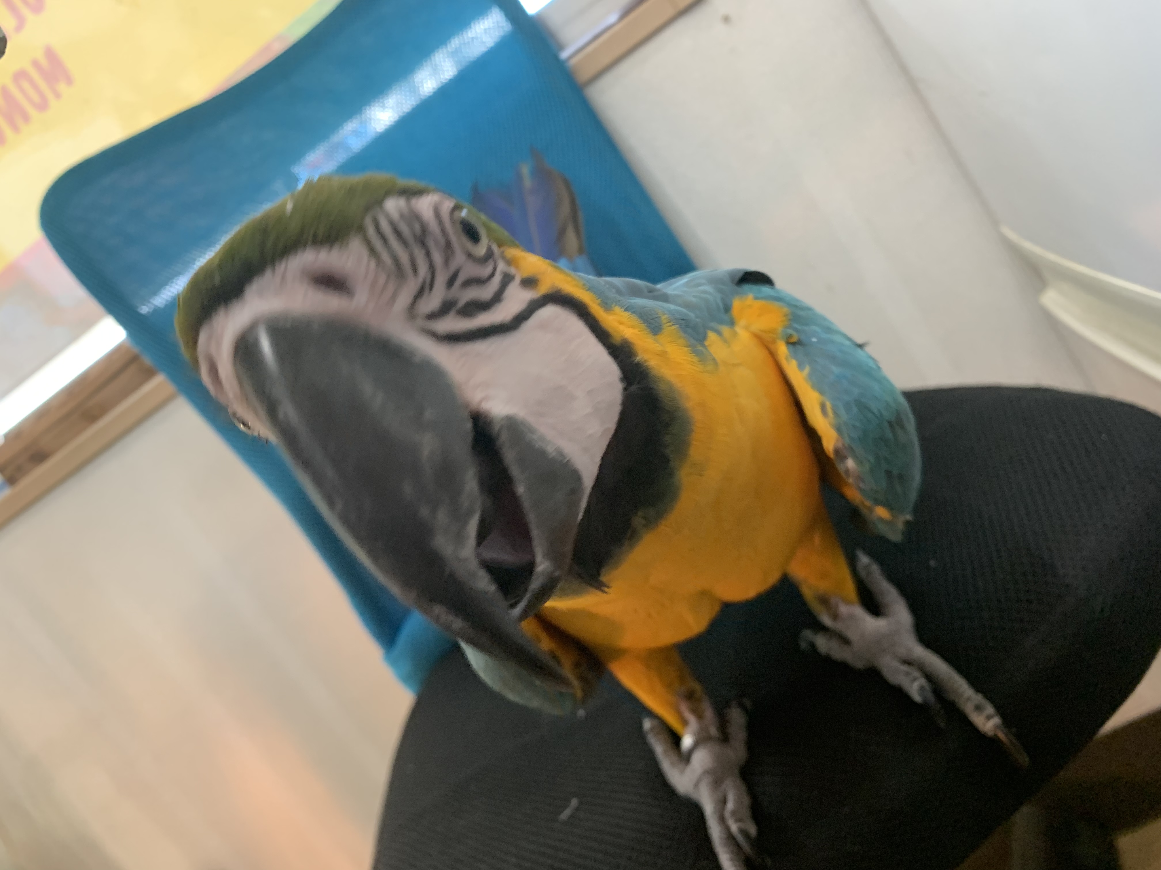 ルリコンゴウインコ