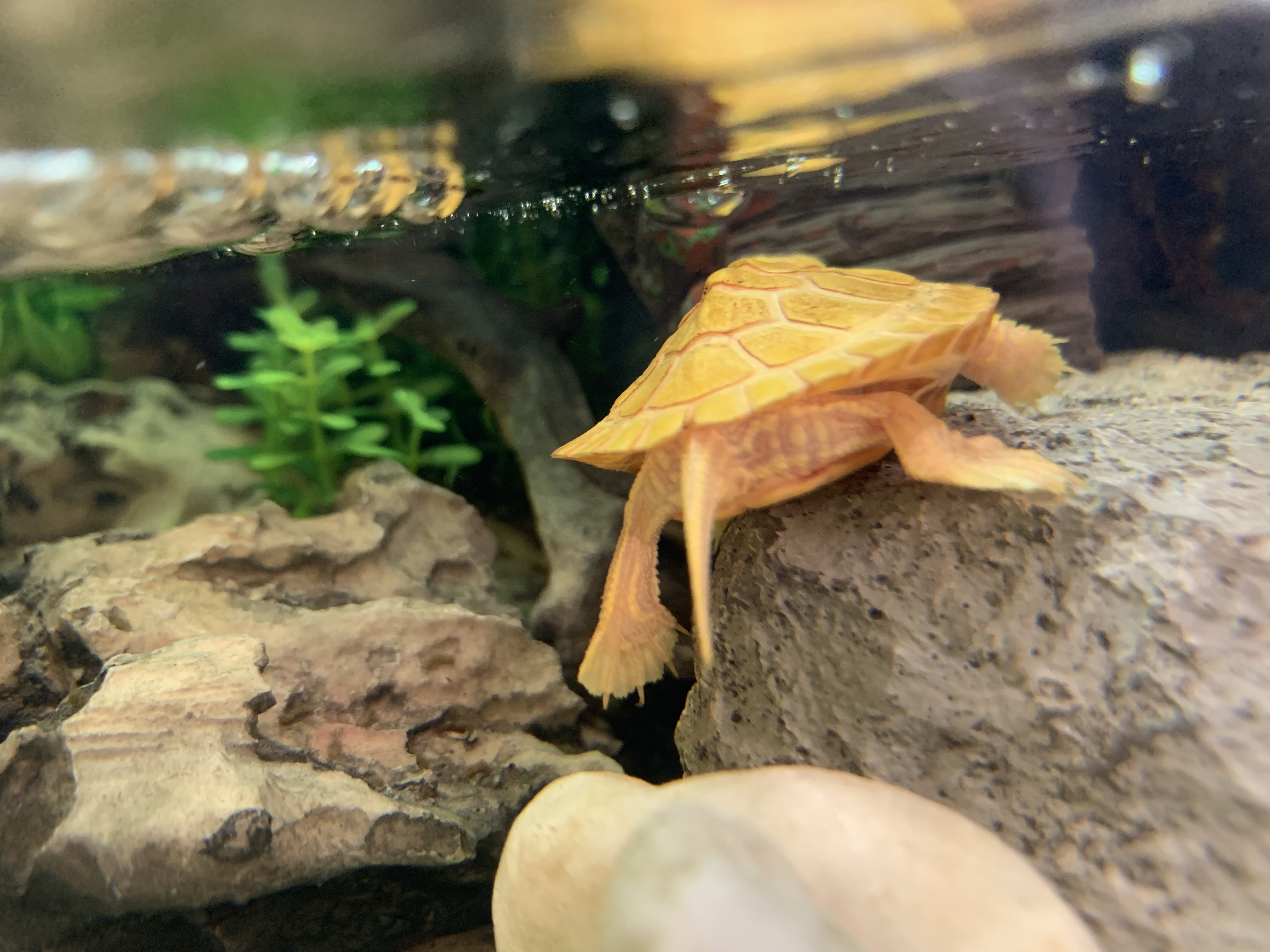 ミドリガメ