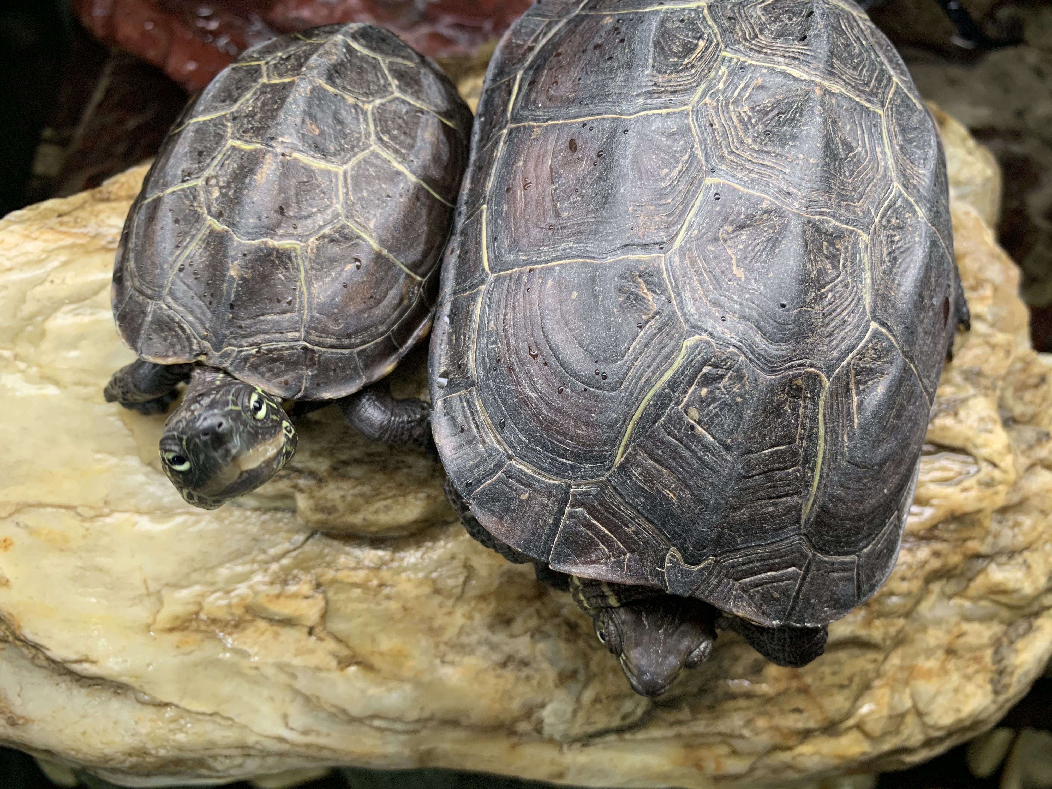 クサガメ