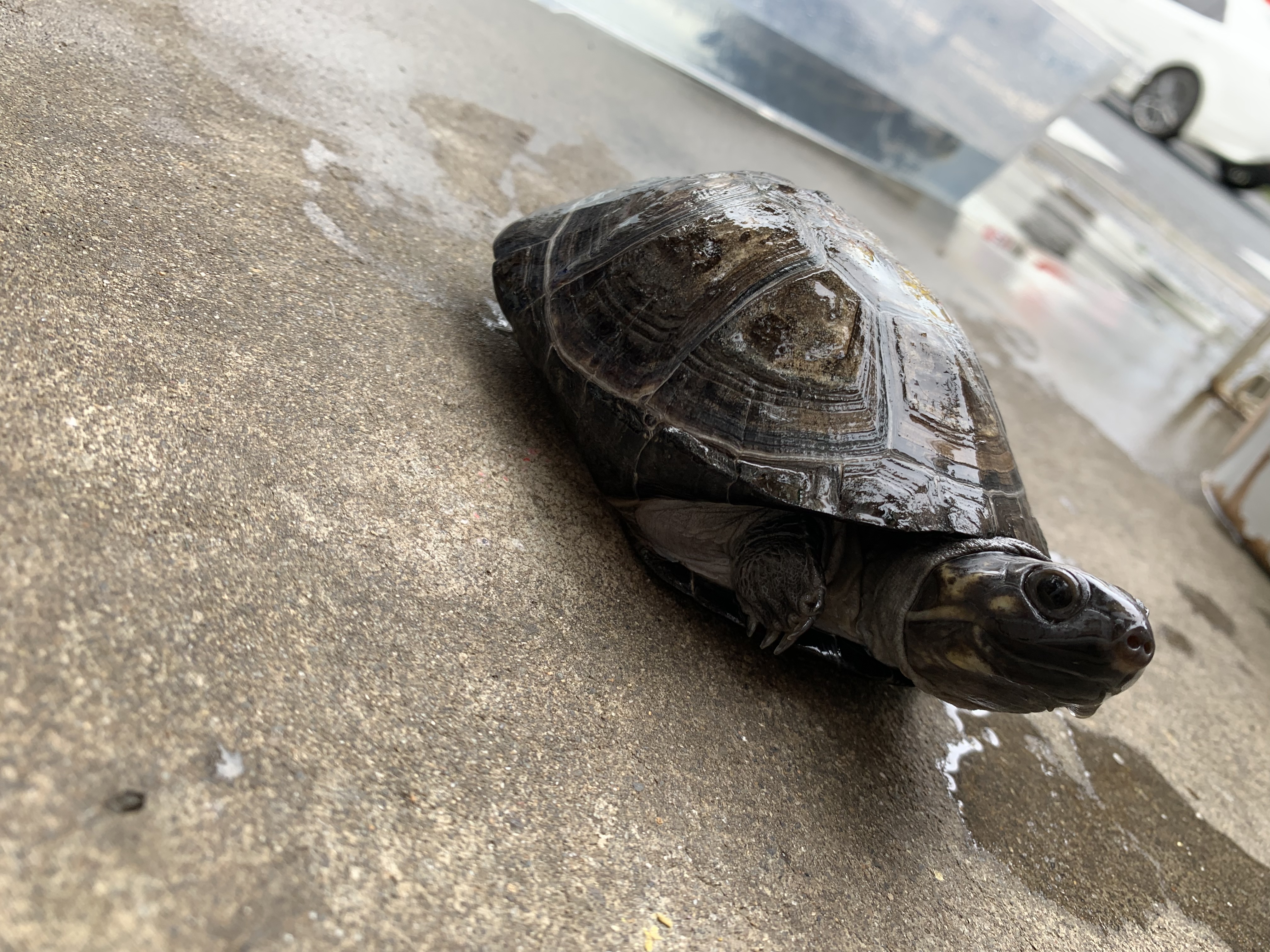 オカバンゴハコヨコクビガメ