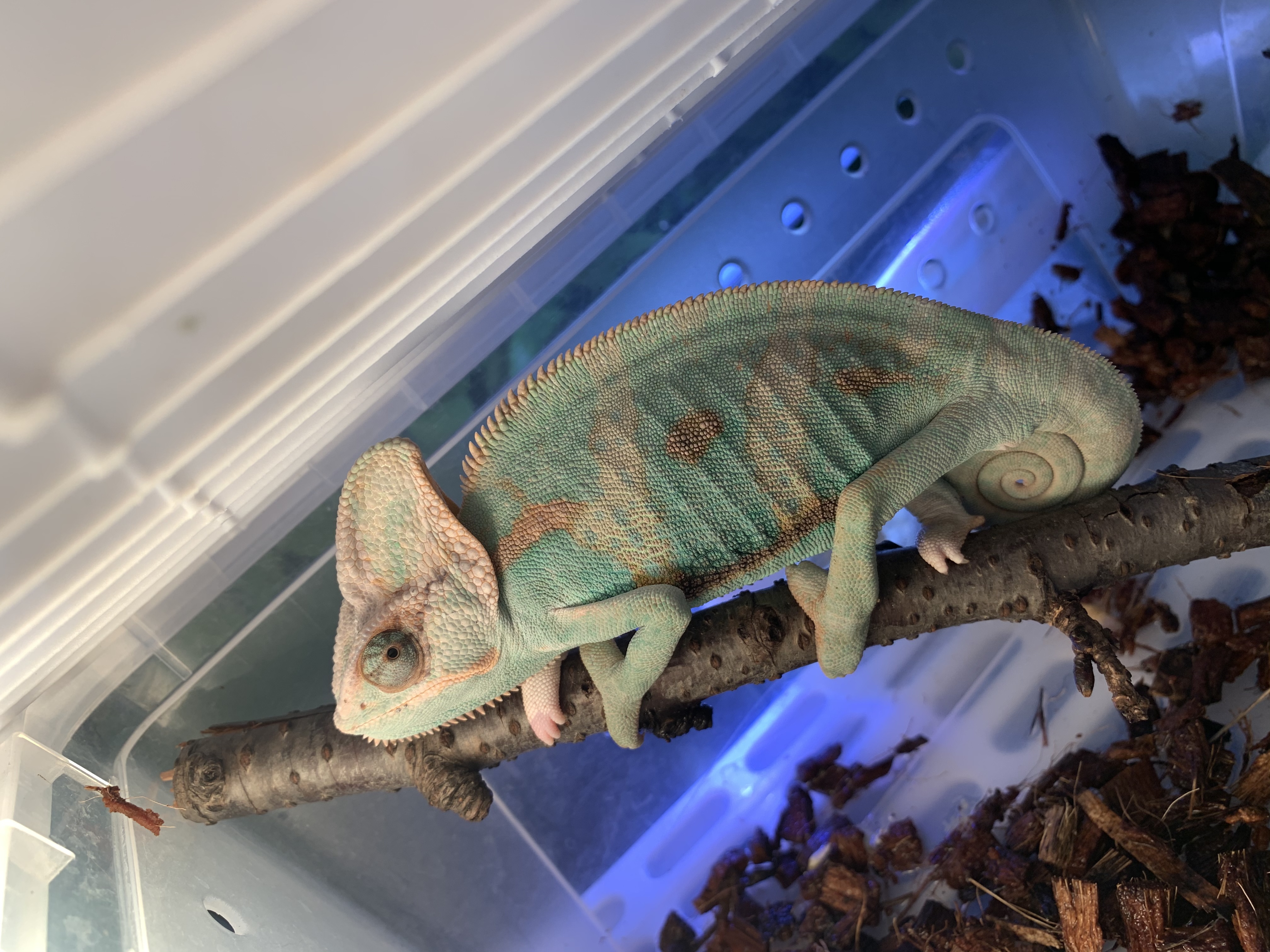 エボシカメレオン