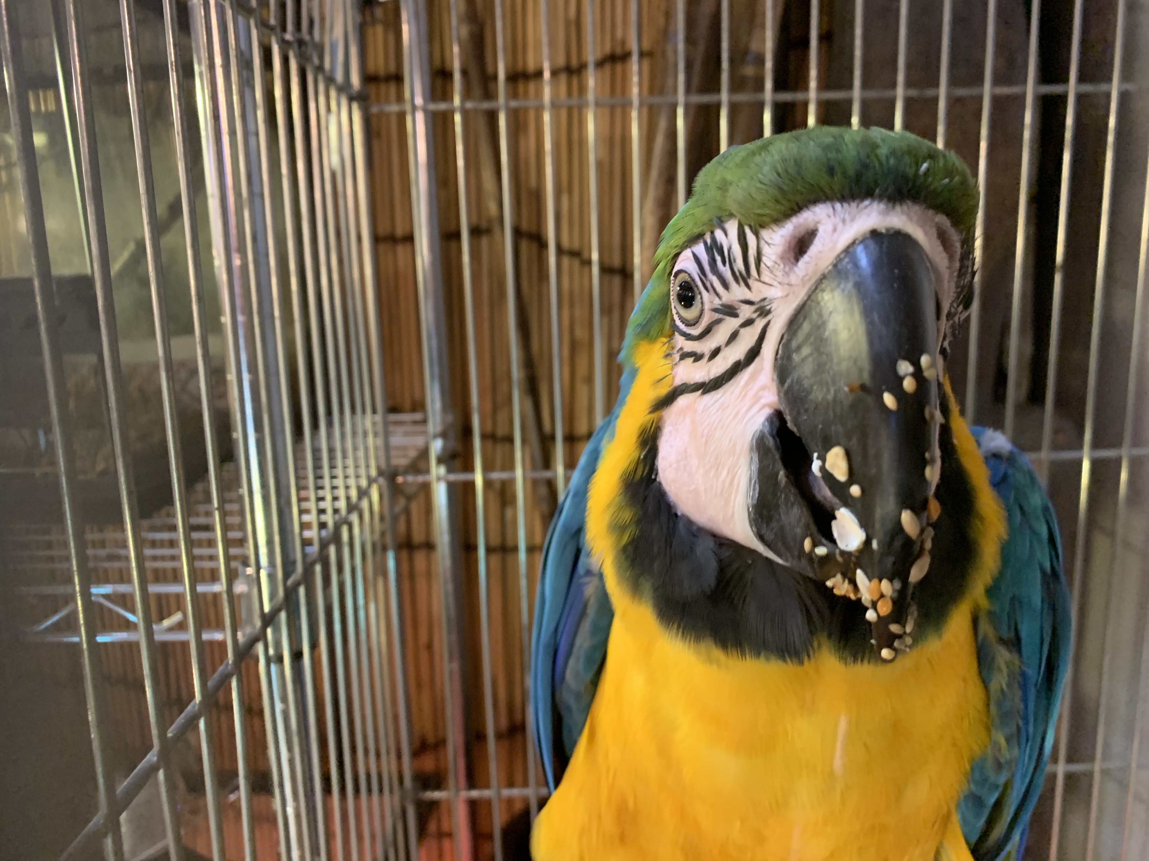 ルリコンゴウインコ