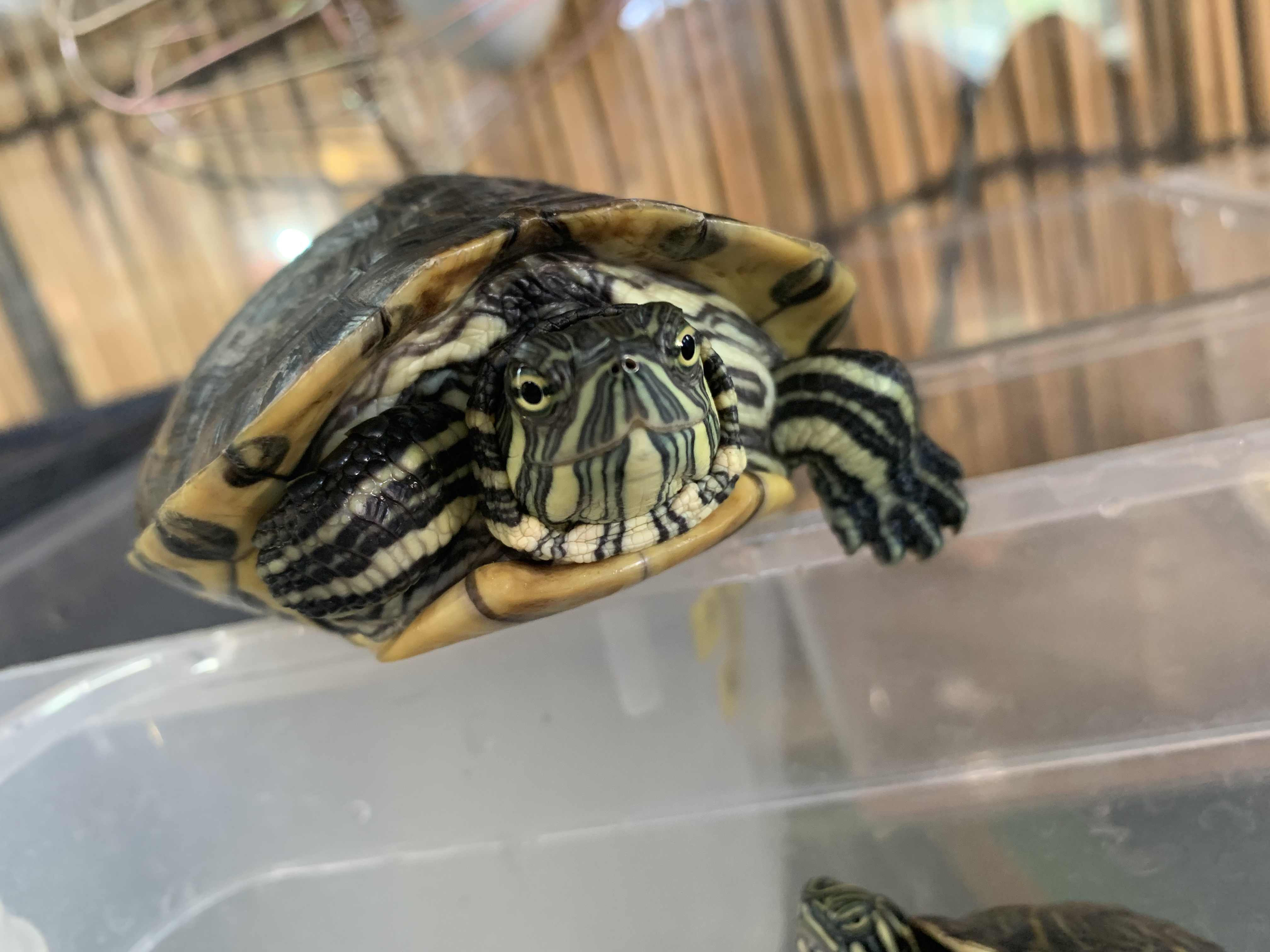 タバスコクジャクガメ