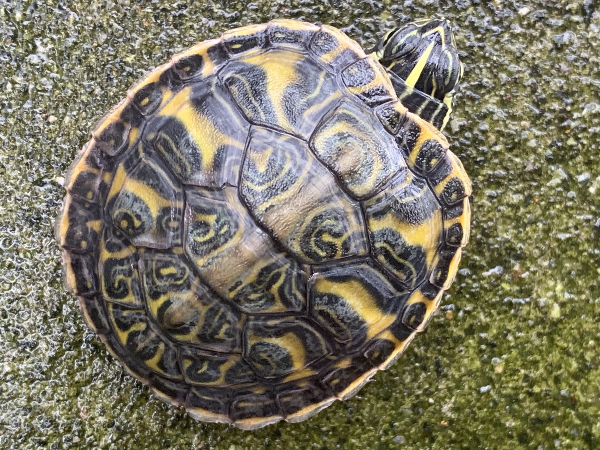 フロリダアカハラガメ 
