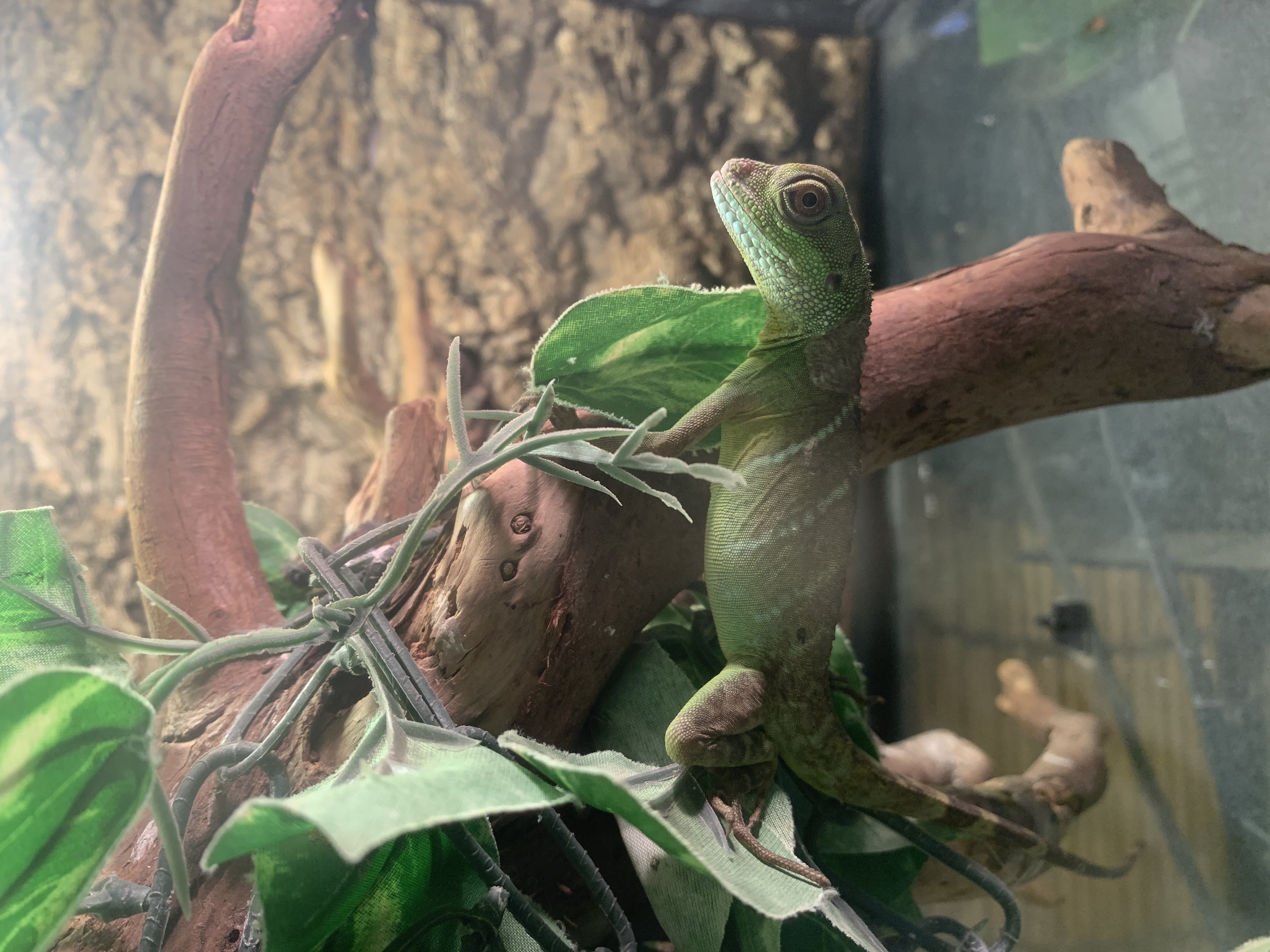 インドシナウォータードラゴン