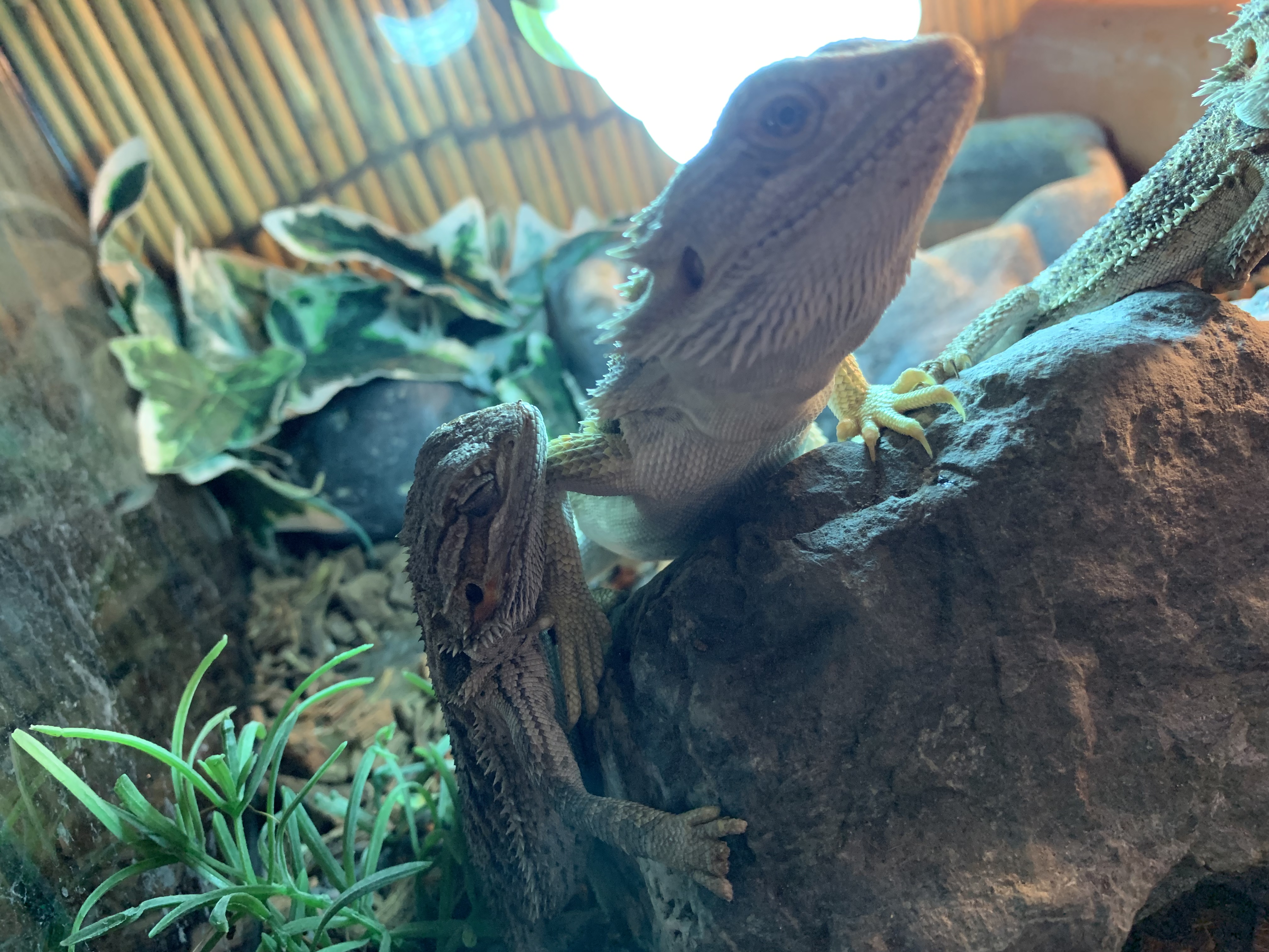 フトアゴヒゲトカゲ