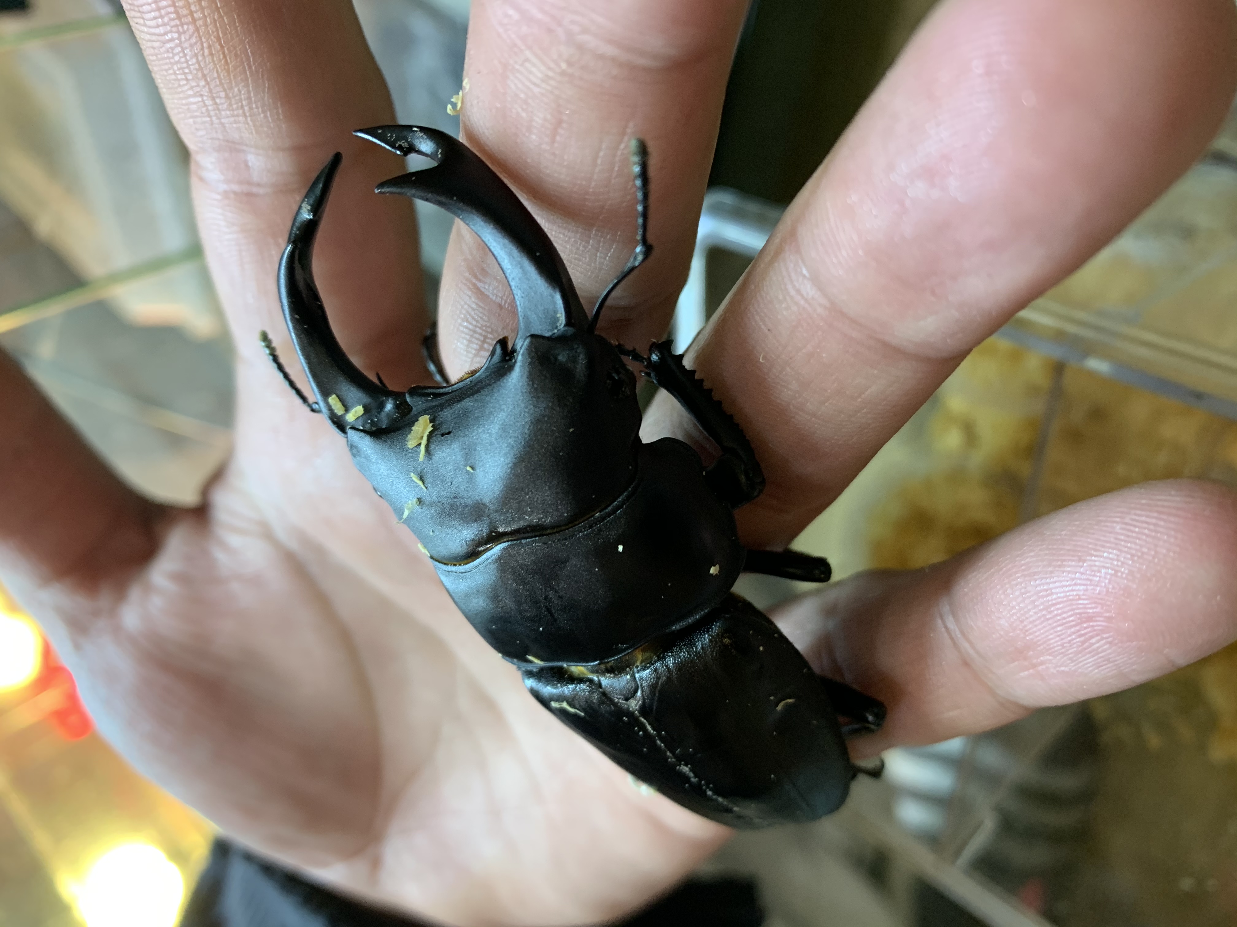 オオクワガタ