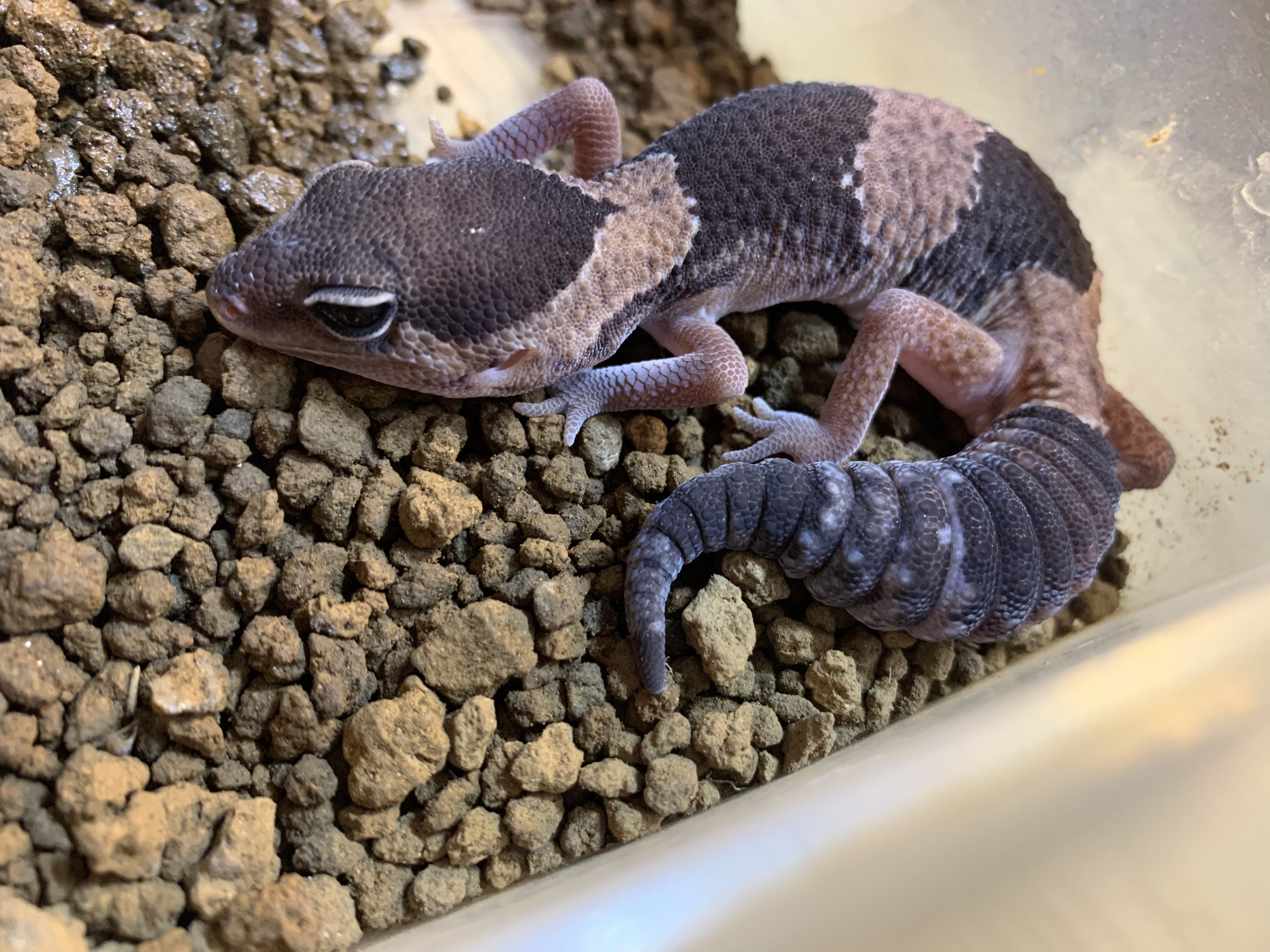 ニシアフリカトカゲモドキ