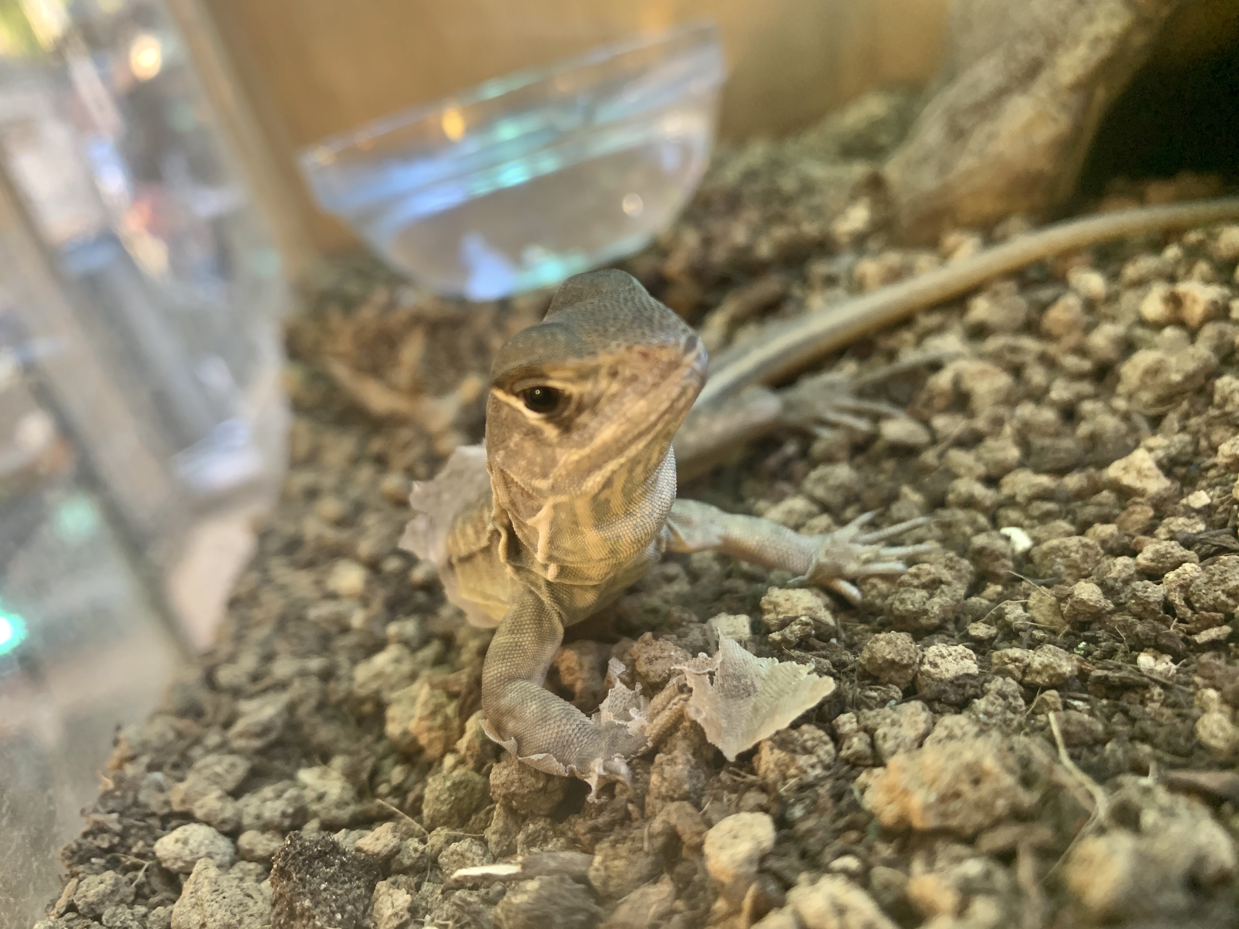 ロイヤルバタフライアガマ