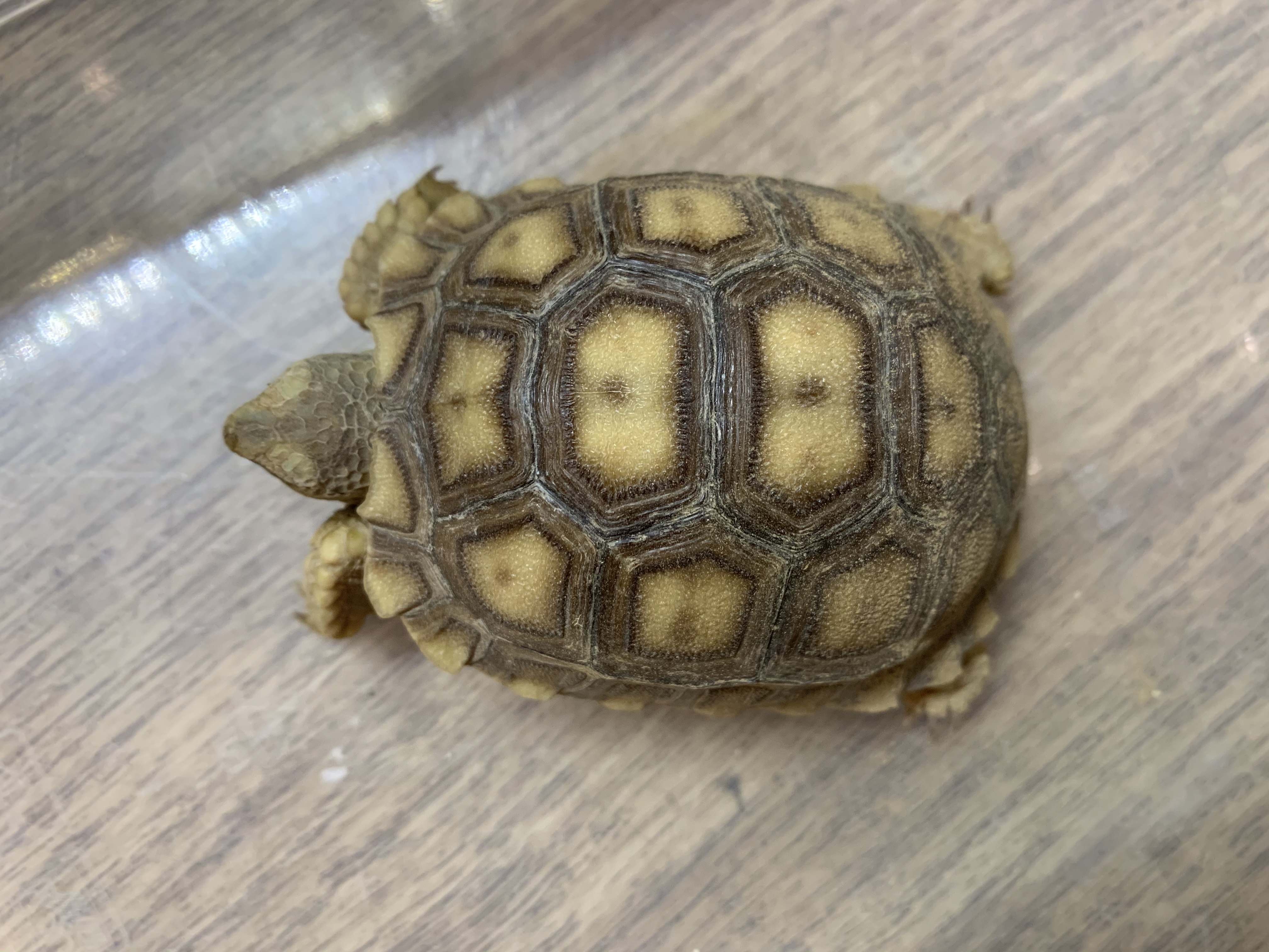 ケヅメリクガメ