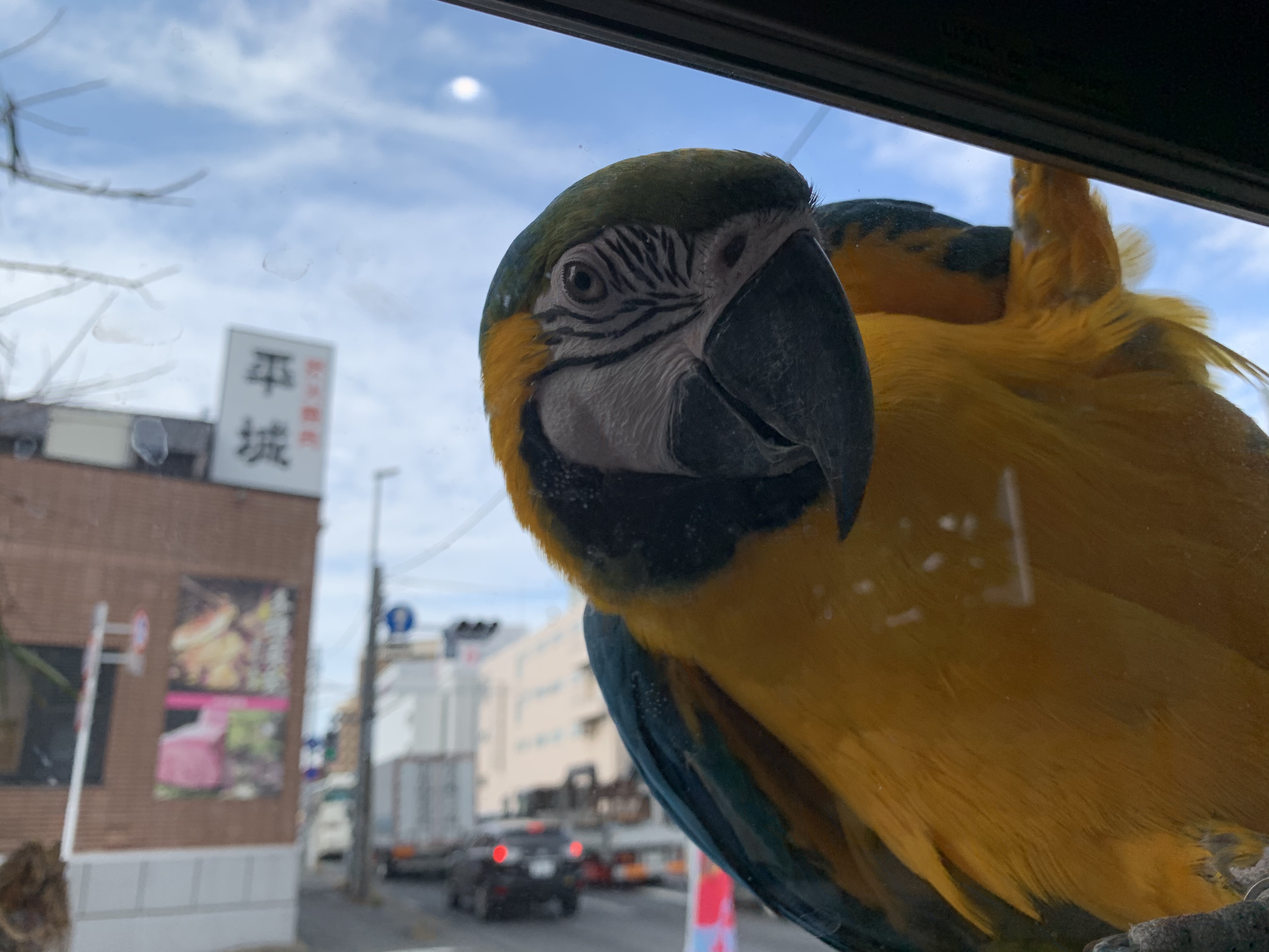 ルリコンゴウインコ