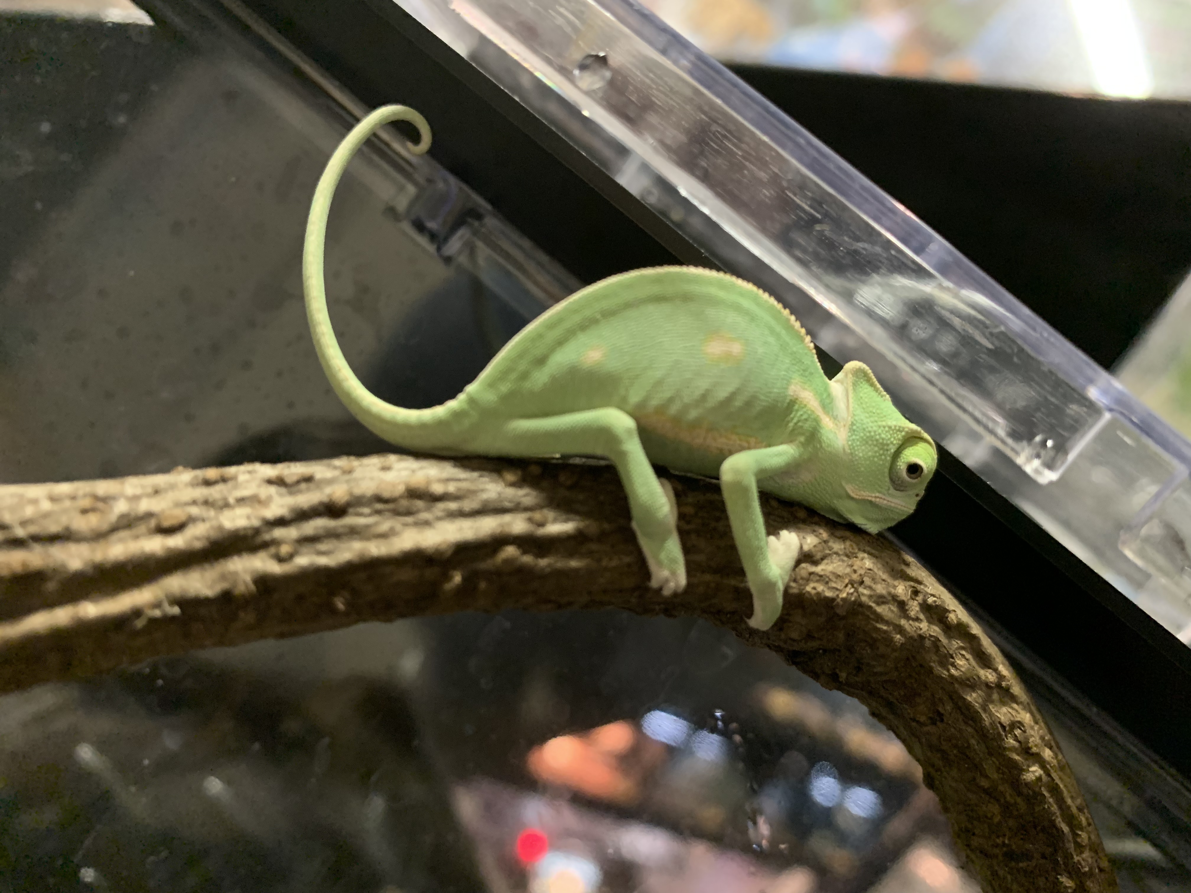 エボシカメレオン