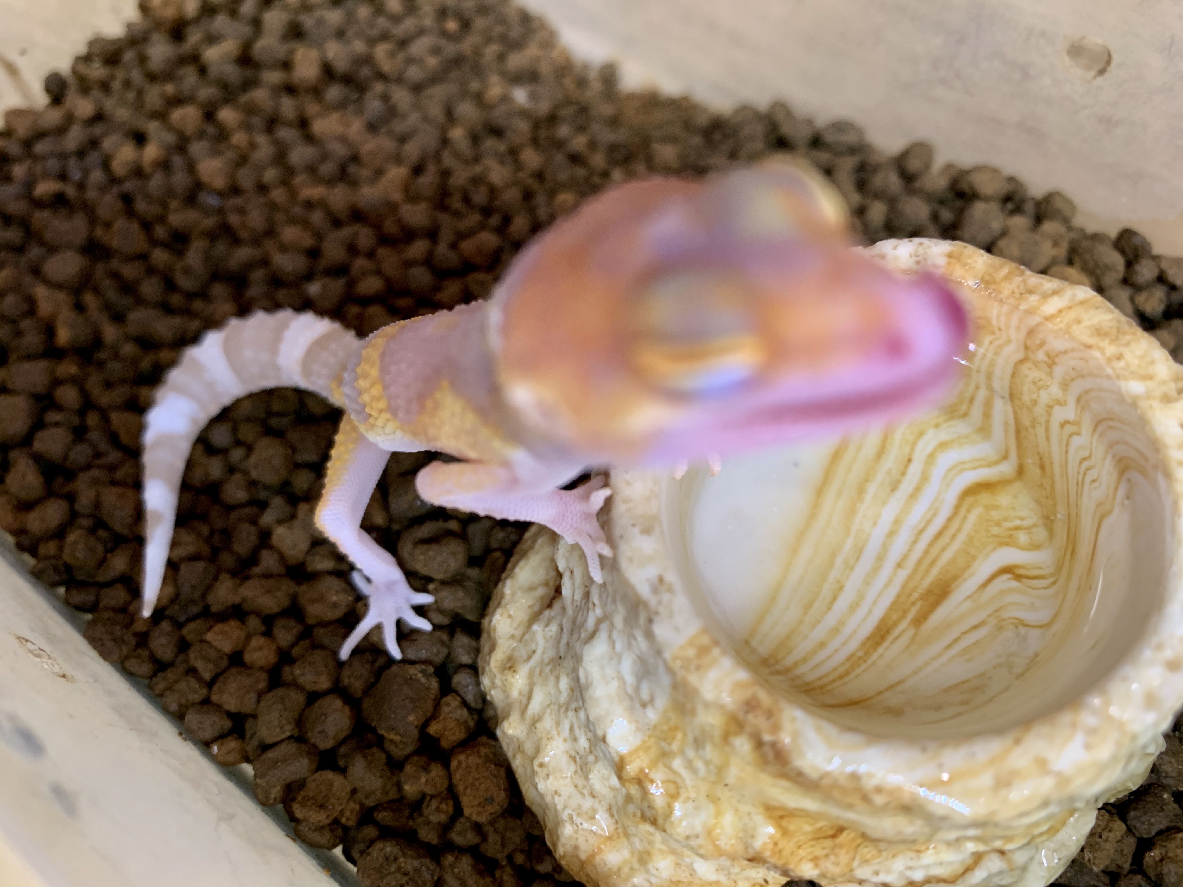 レオパ