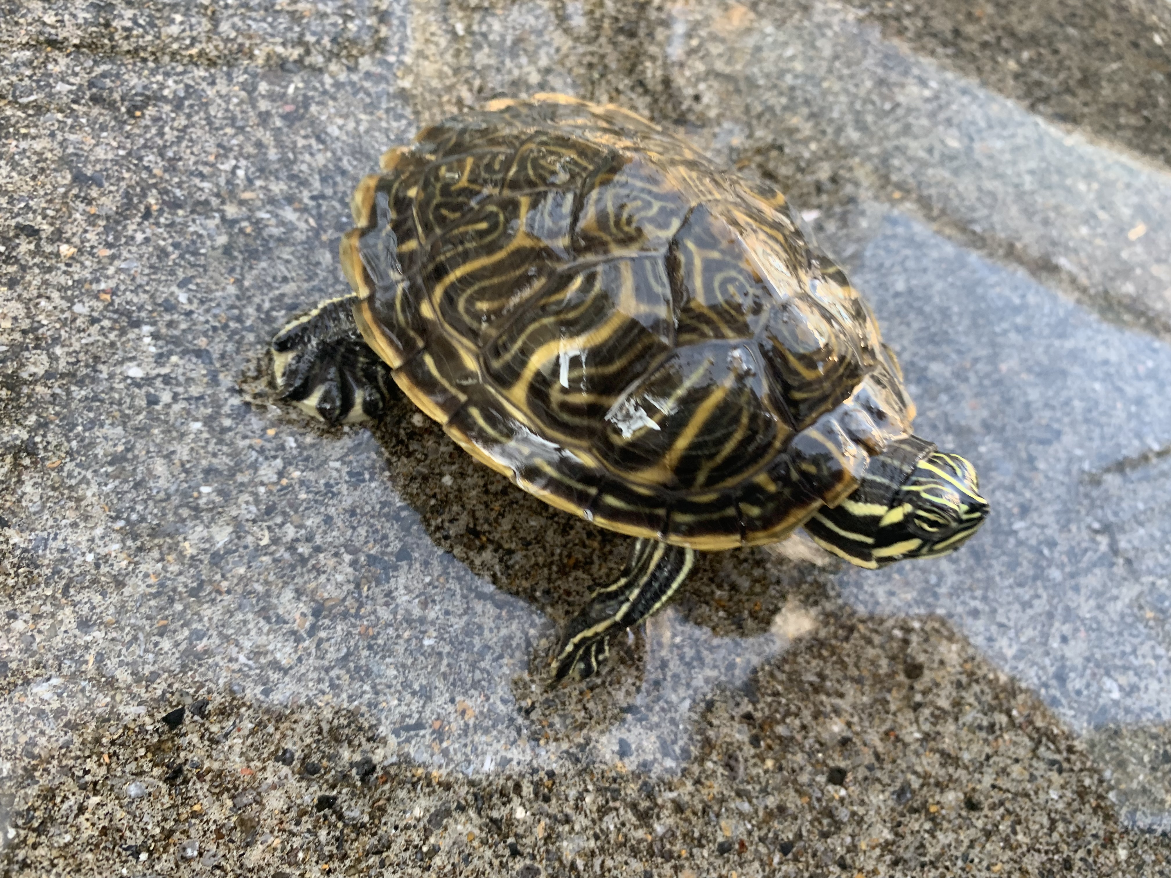 ペニンシュラクーター