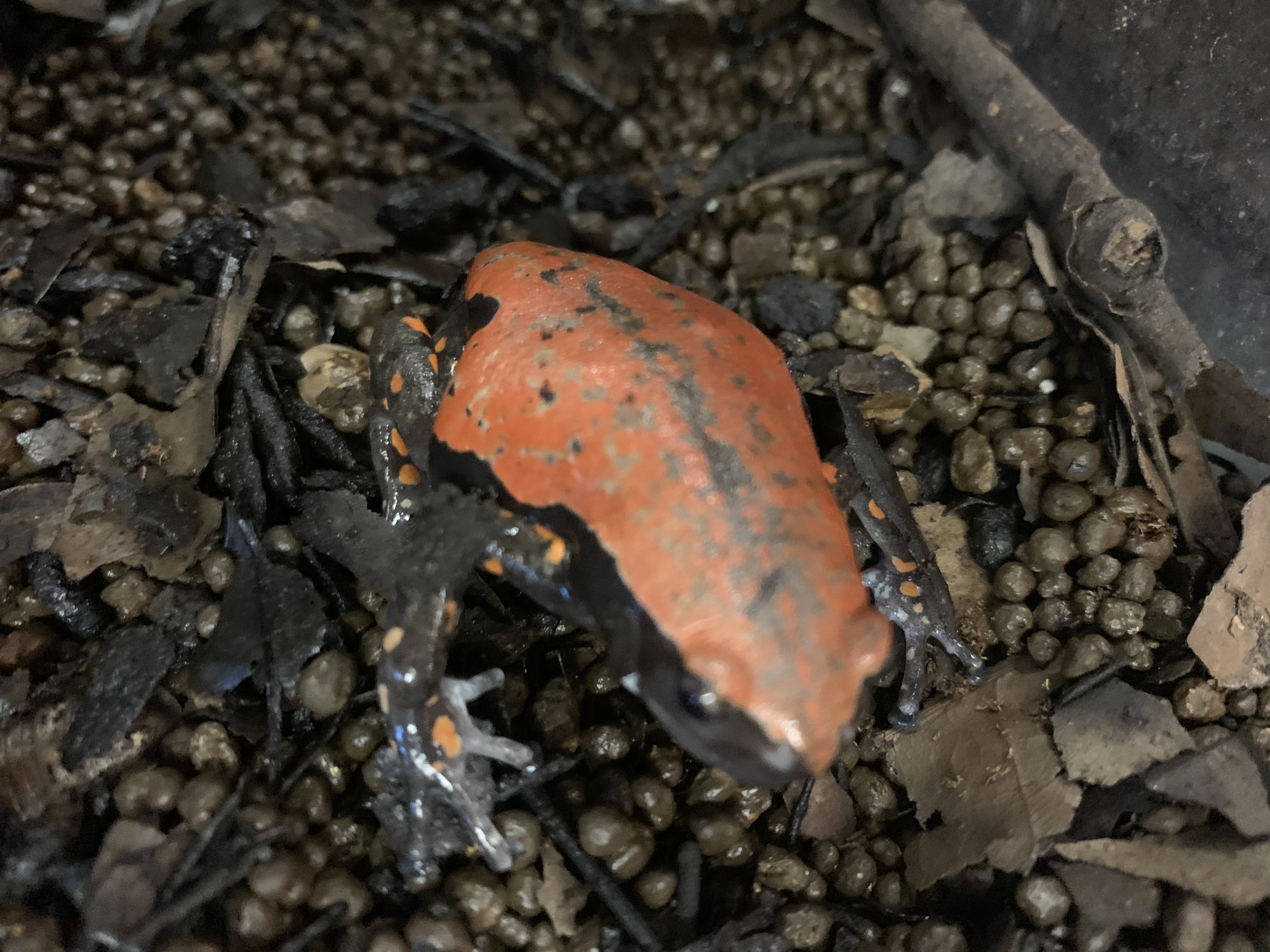 コガタナゾガエル