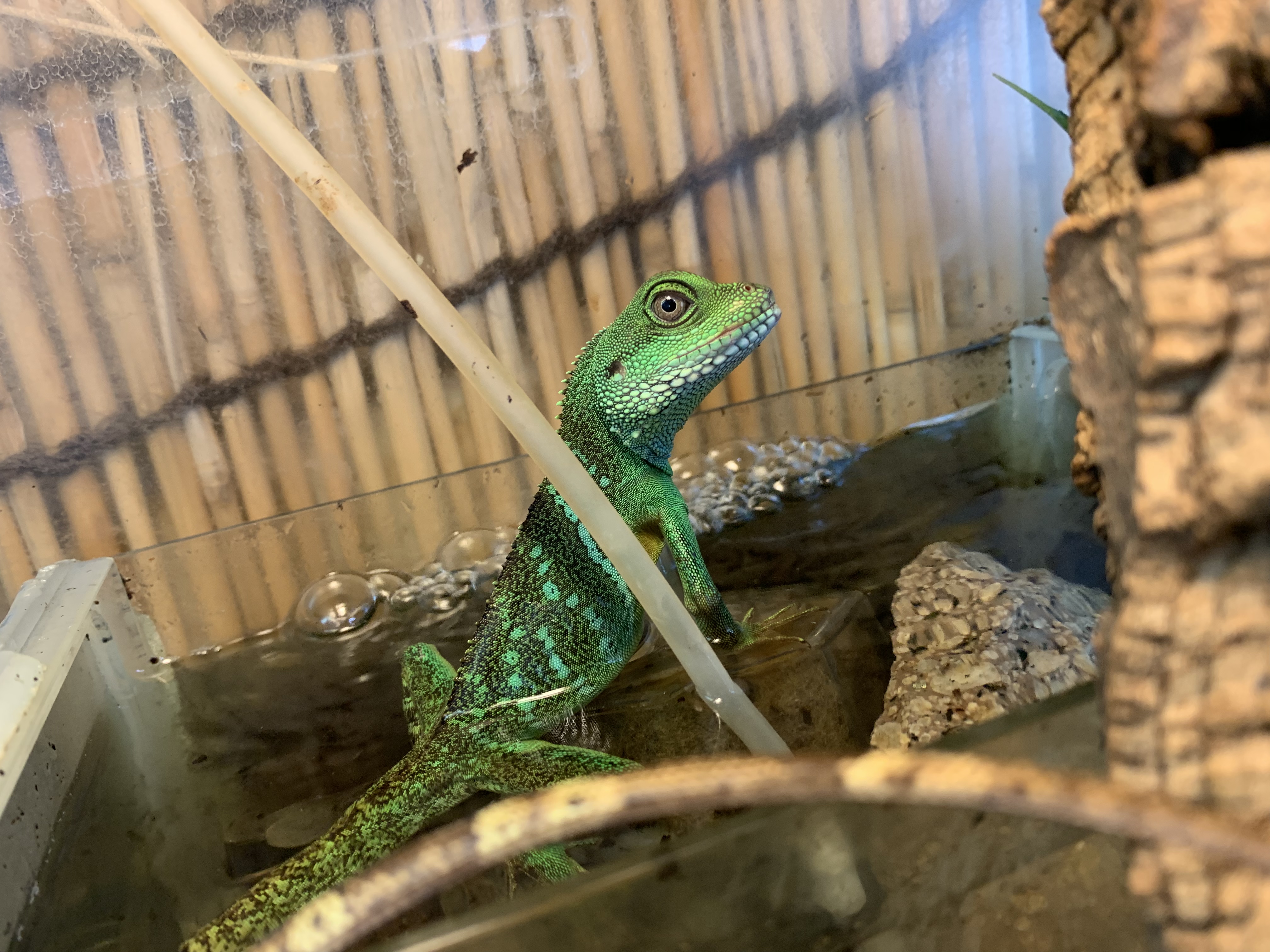 インドシナウォータードラゴン
