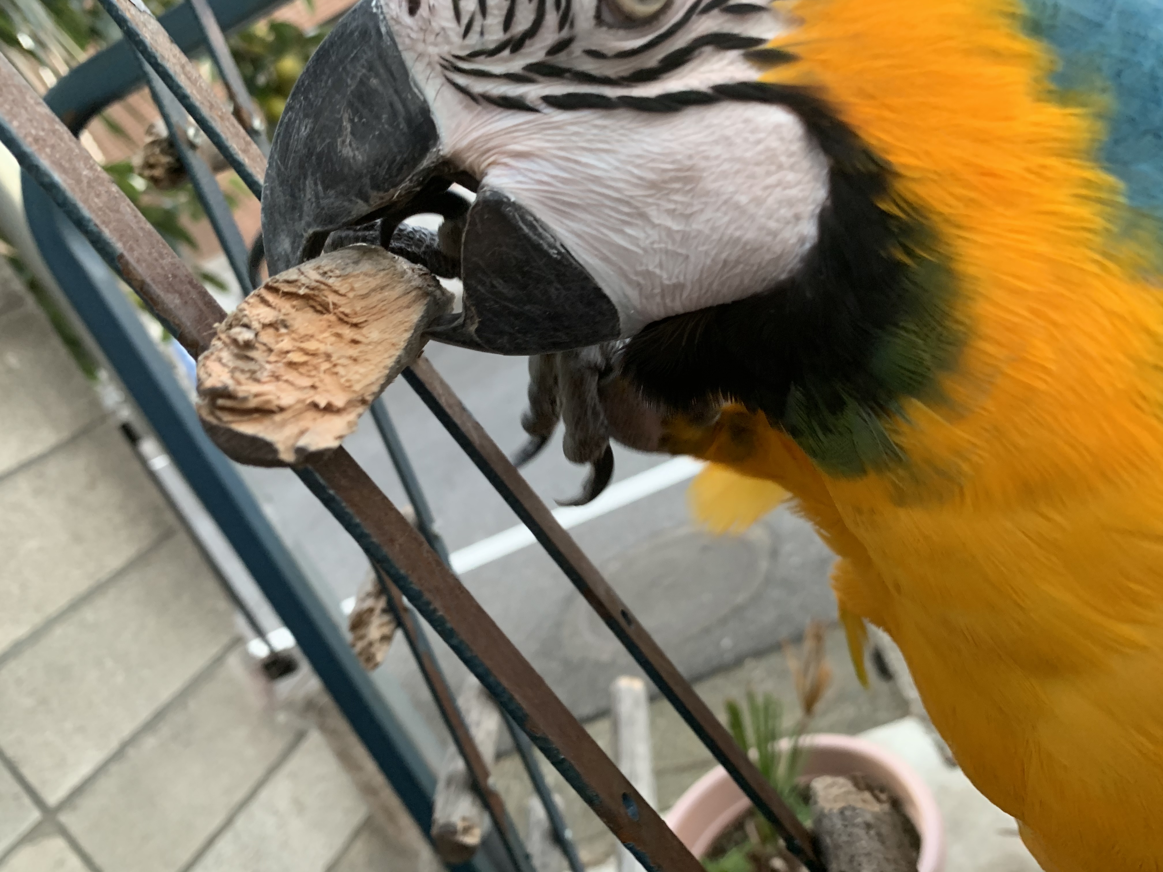 ルリコンゴウインコ