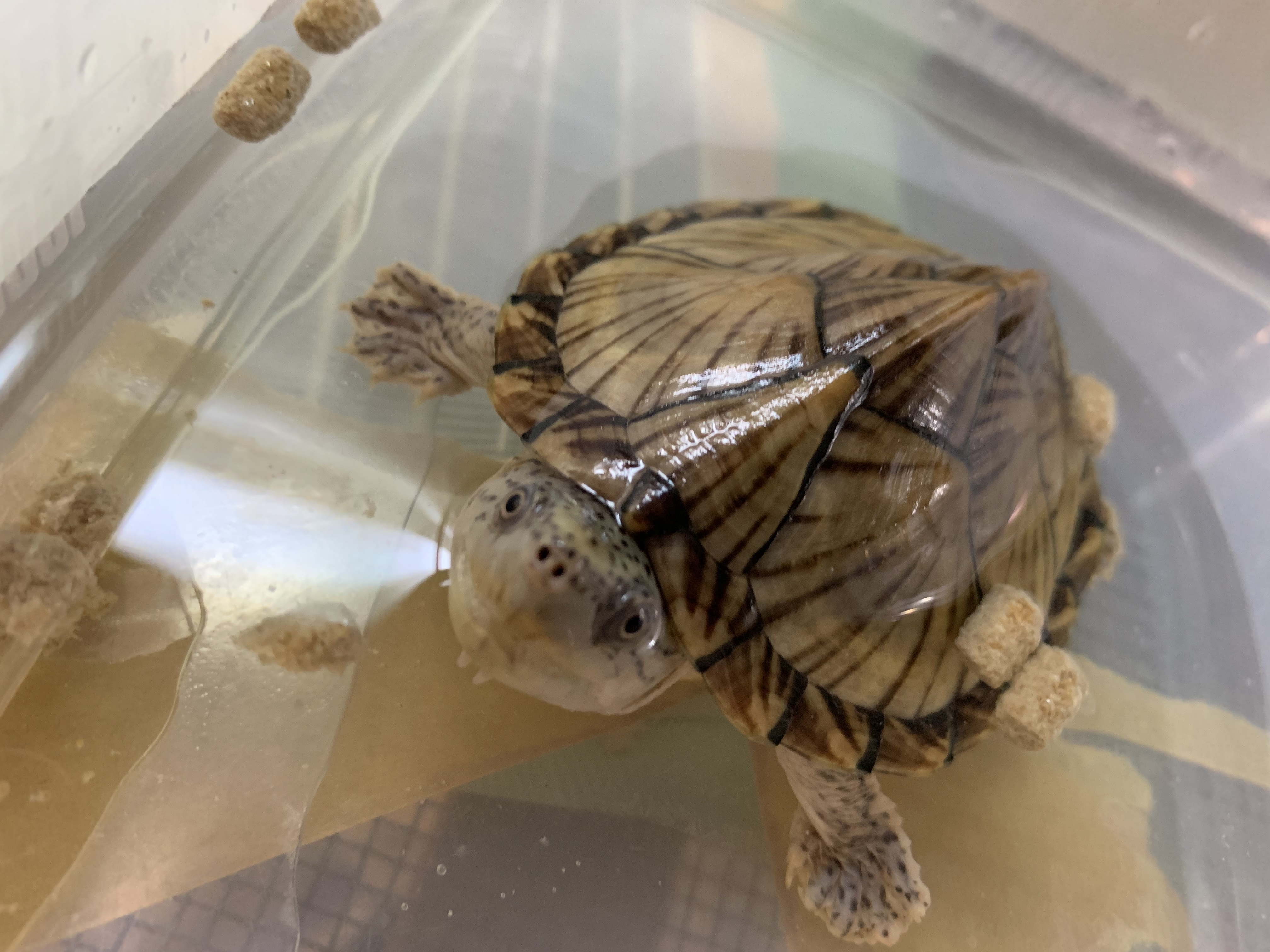 カブトニオイガメ