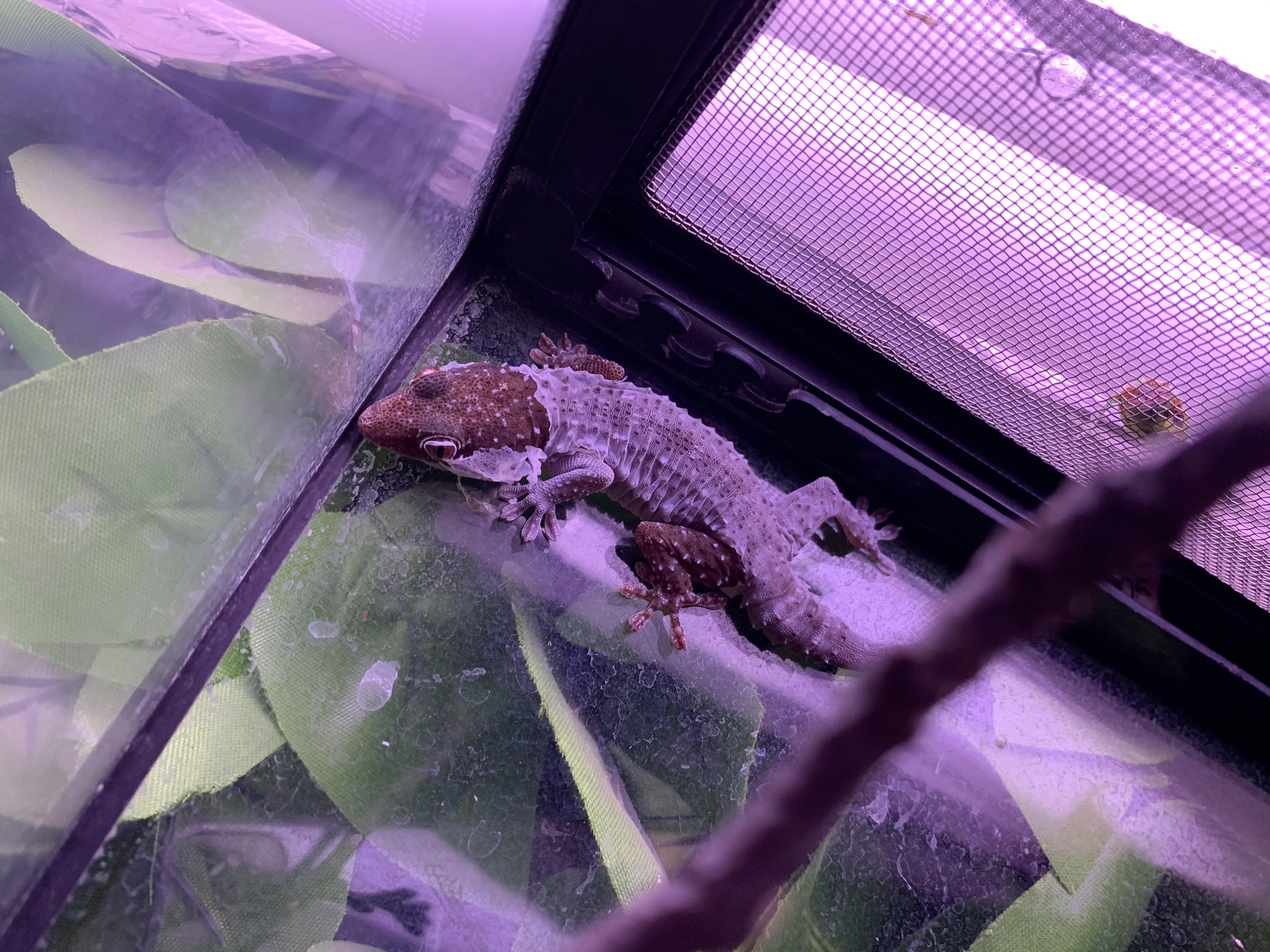 フトユビヤモリ