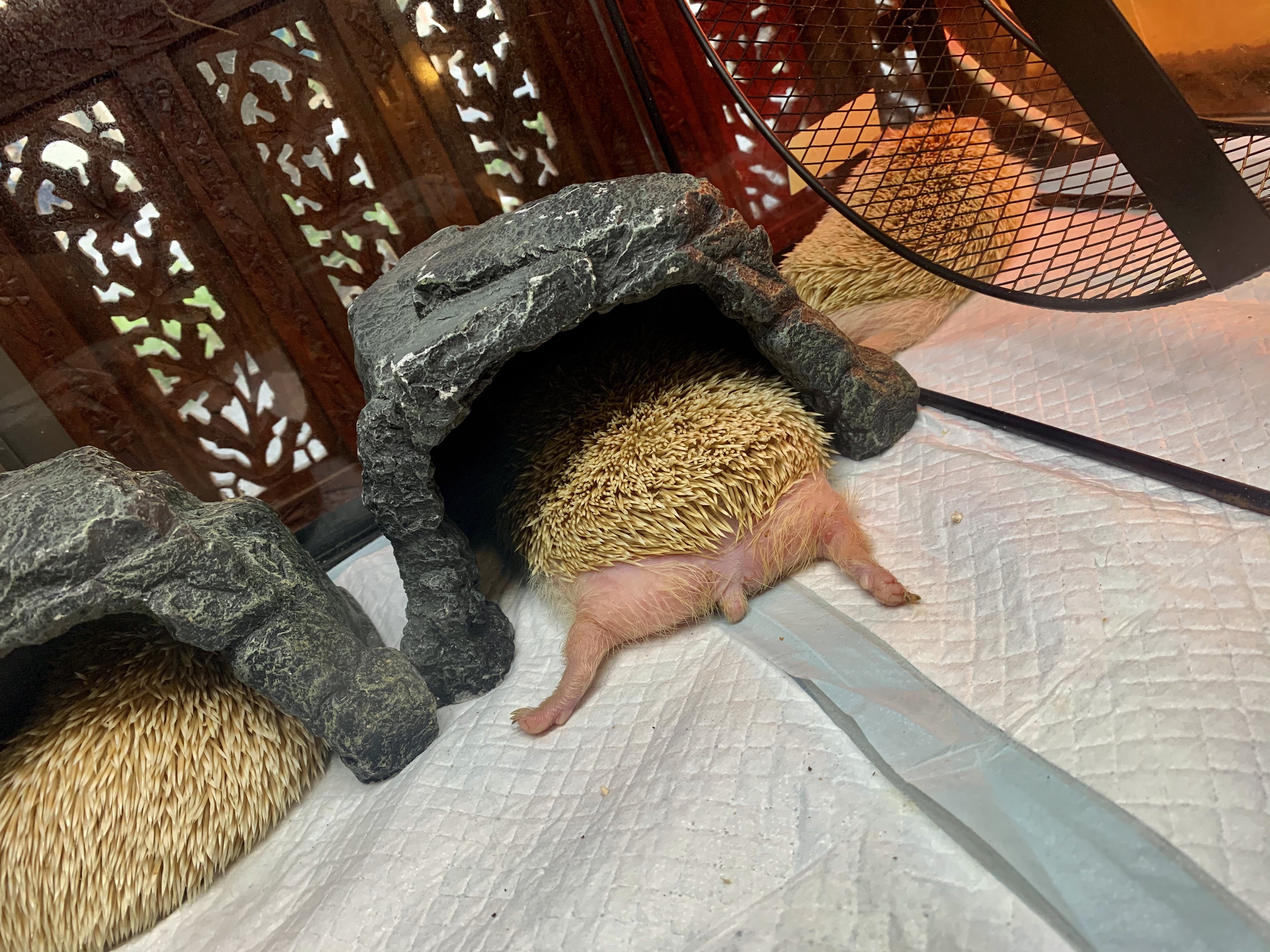 ヨツユビハリネズミ