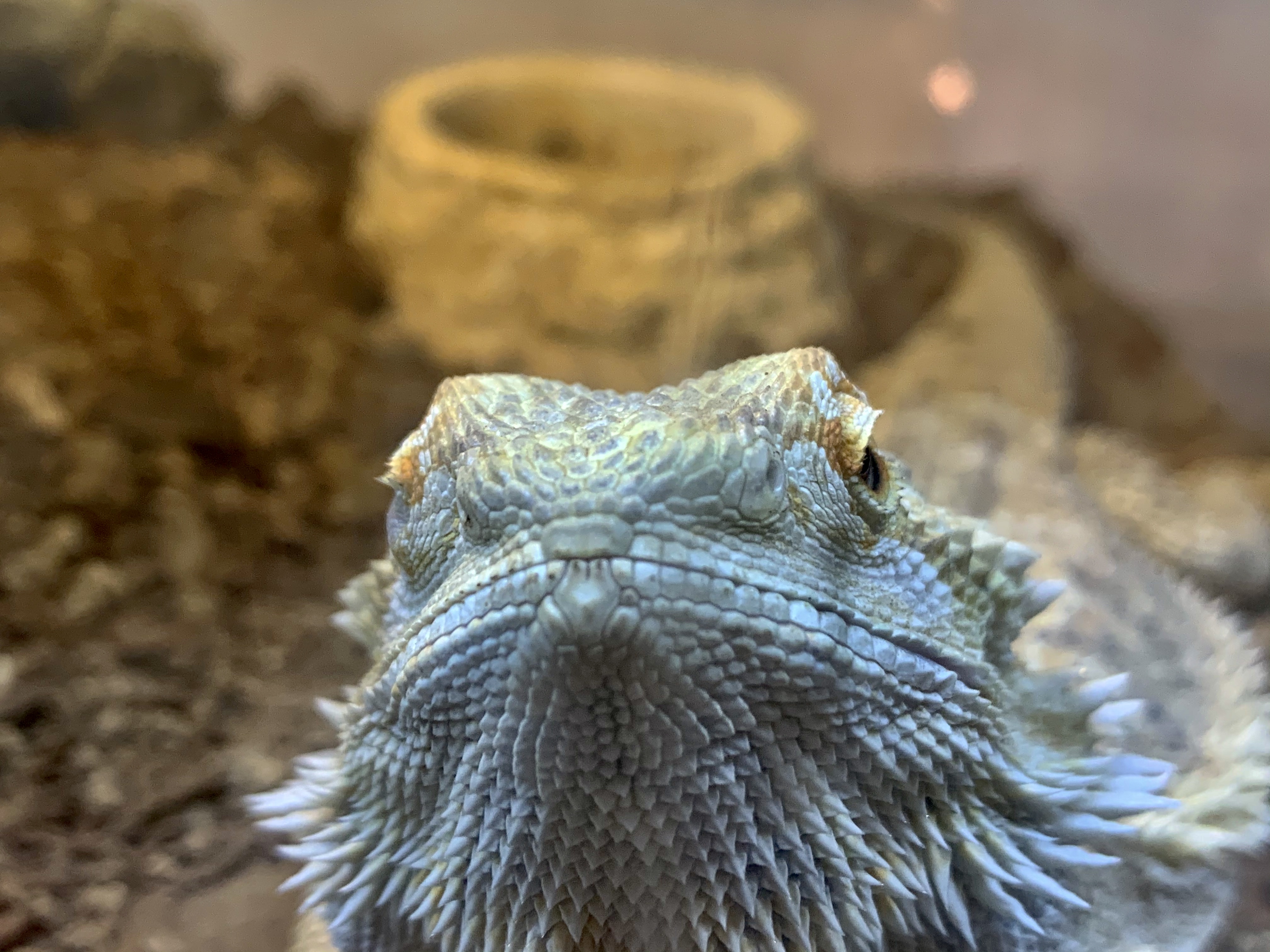 フトアゴヒゲトカゲ