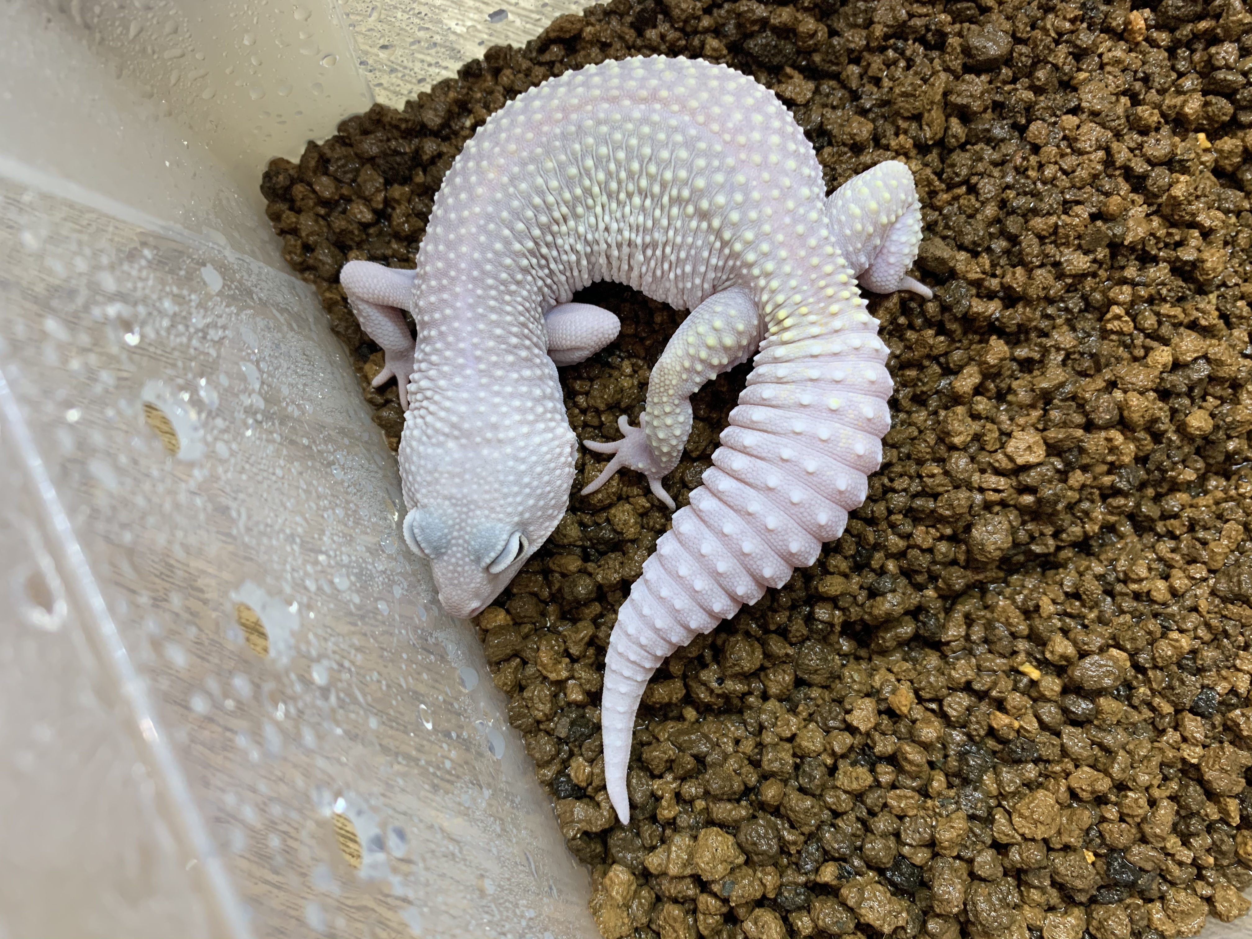 ヒョウモントカゲモドキ 