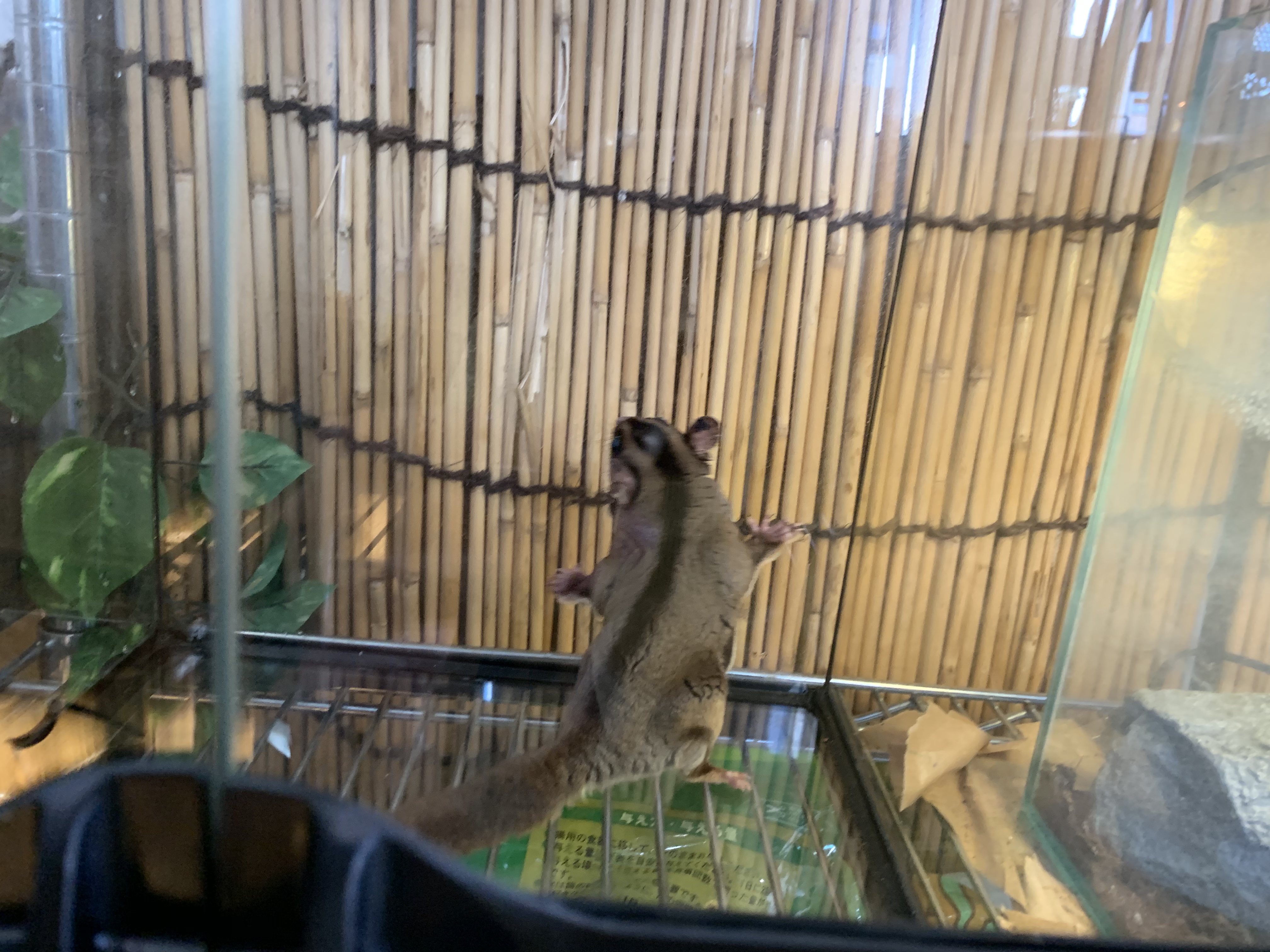 フクロモモンガ