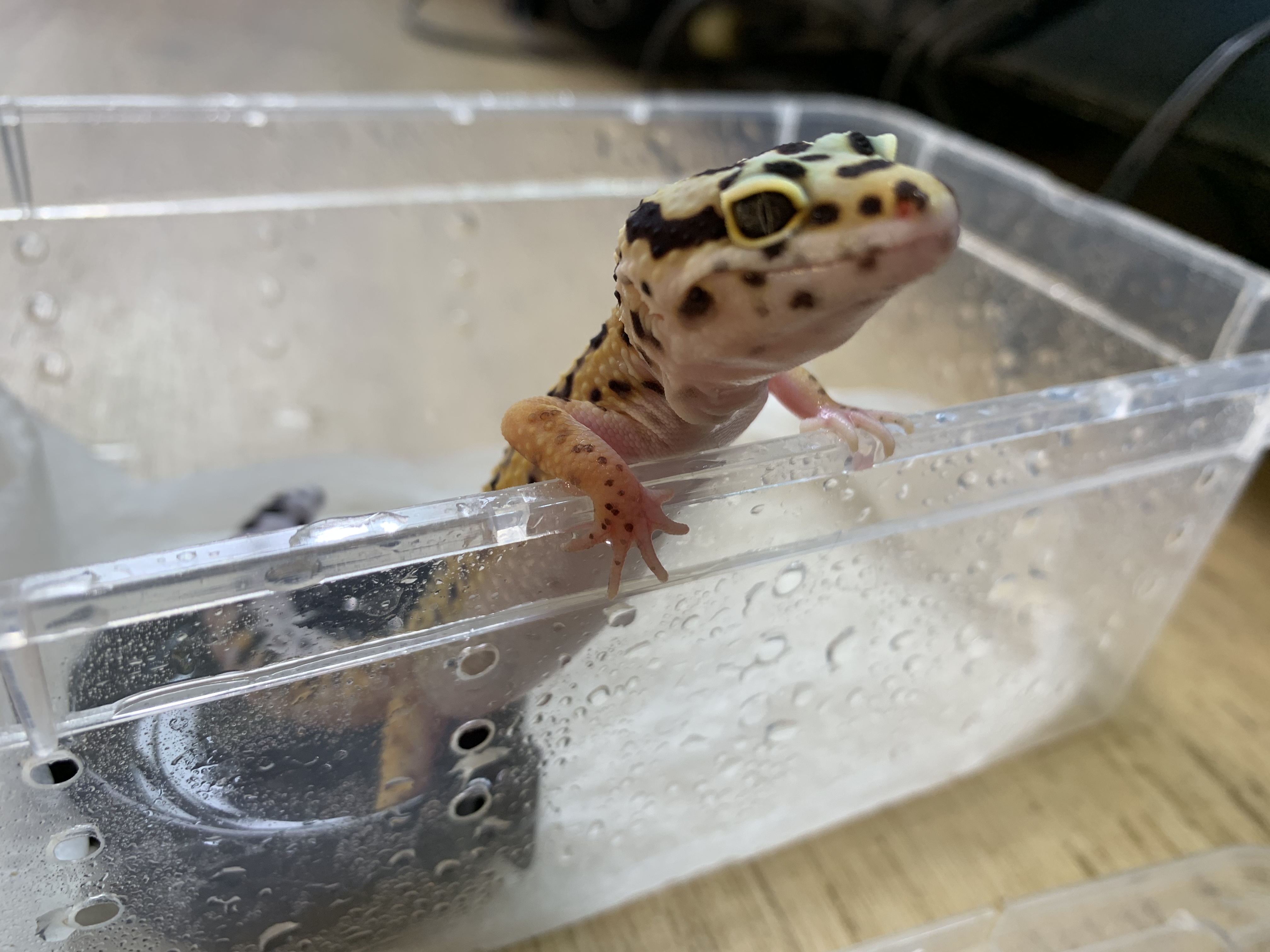 レオパ