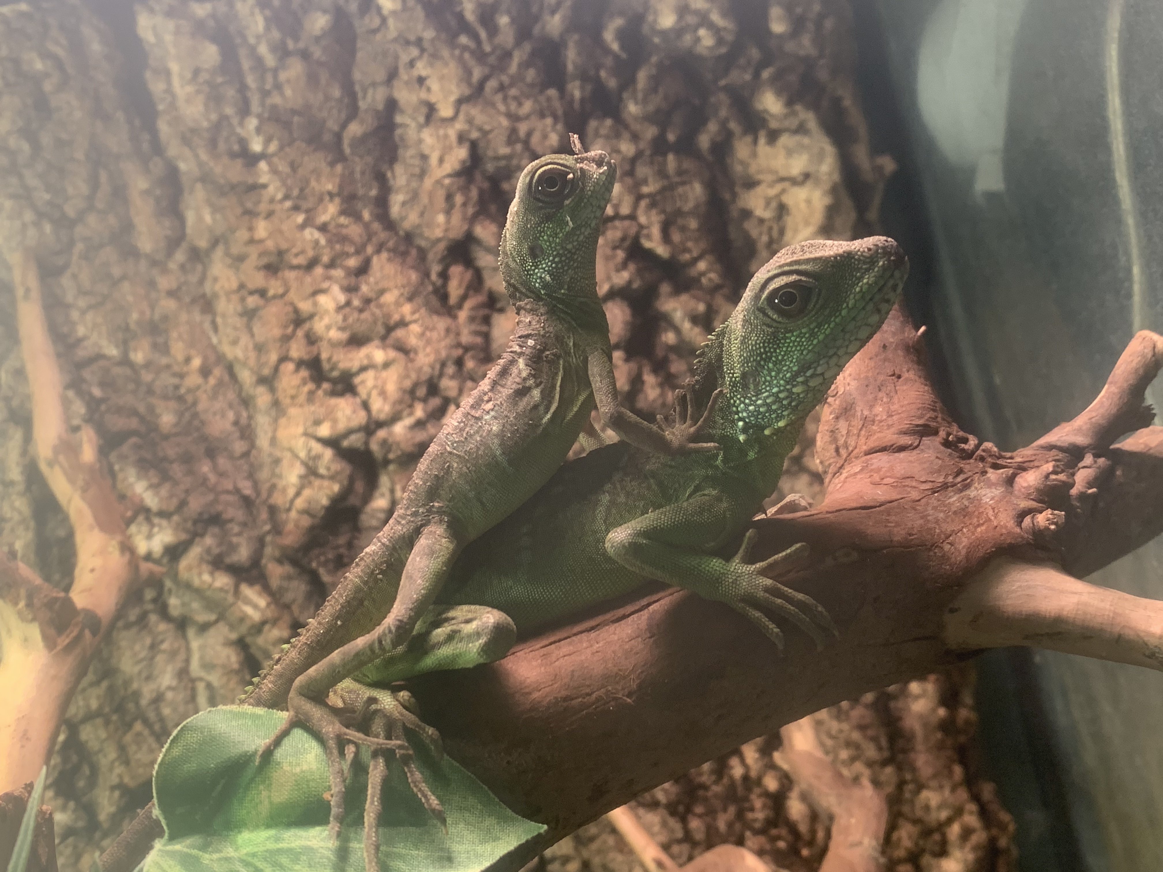 インドシナウォータードラゴン
