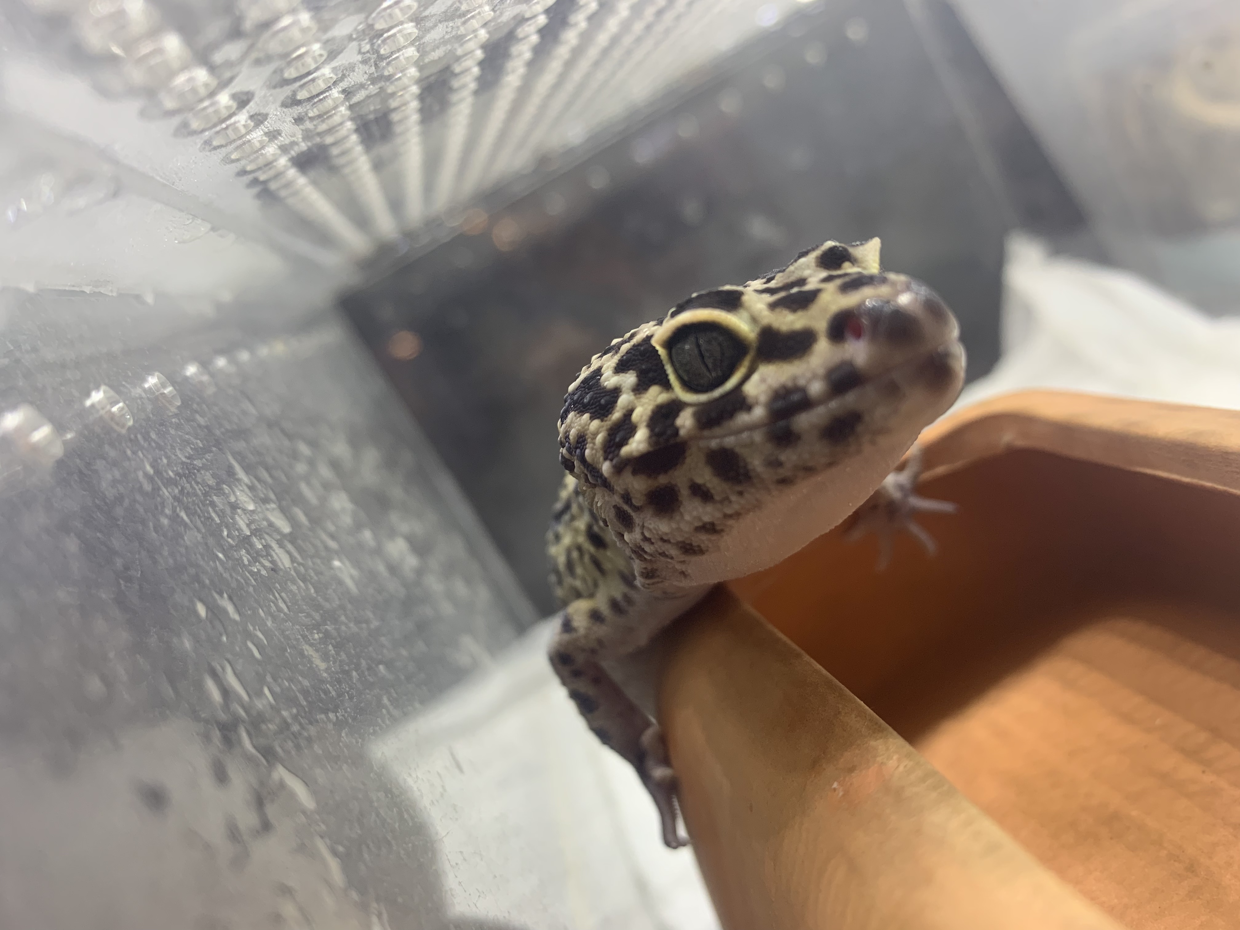 レオパ