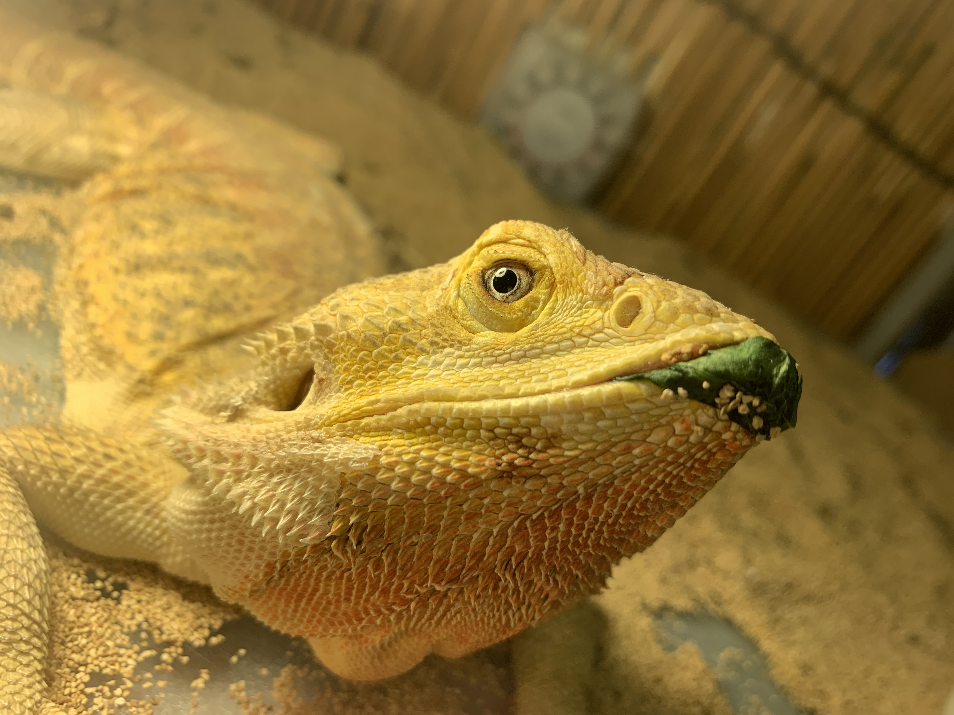 フトアゴヒゲトカゲ