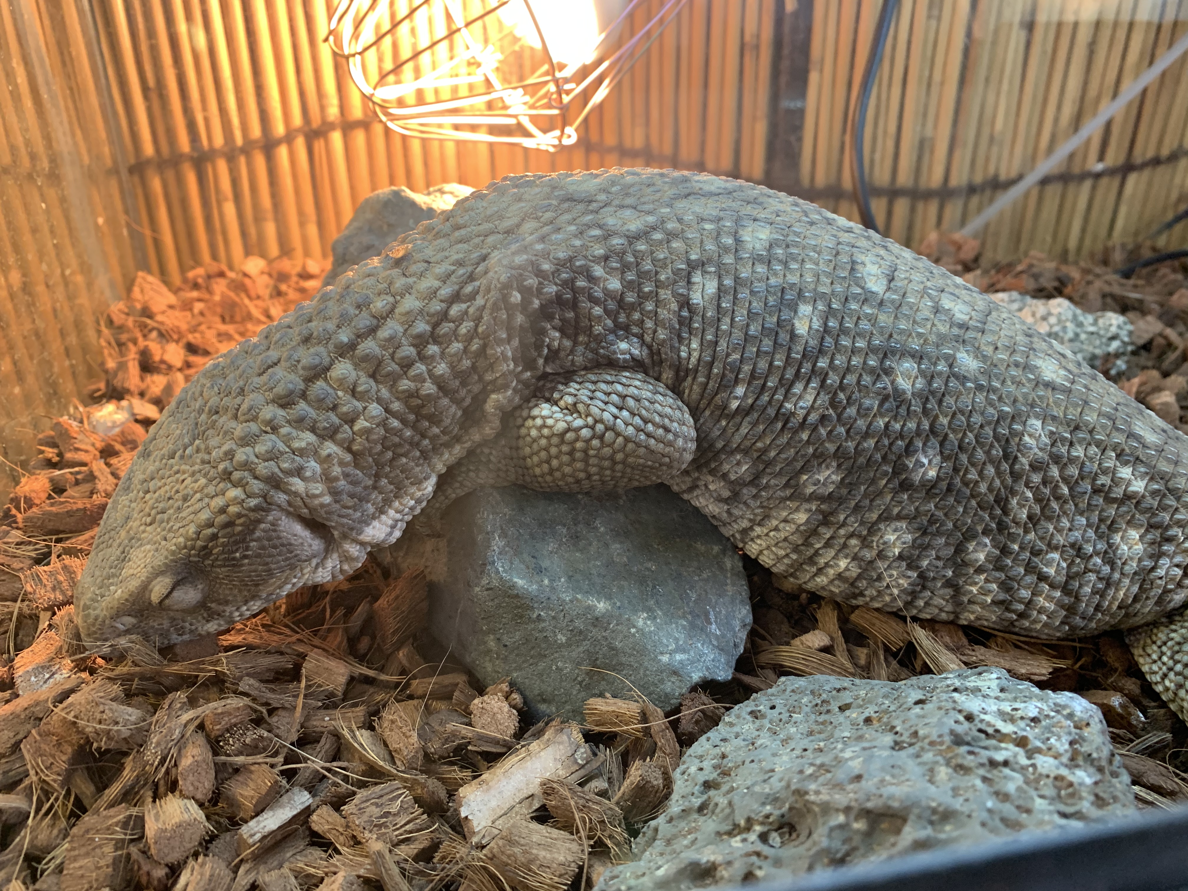 サバンナモニター