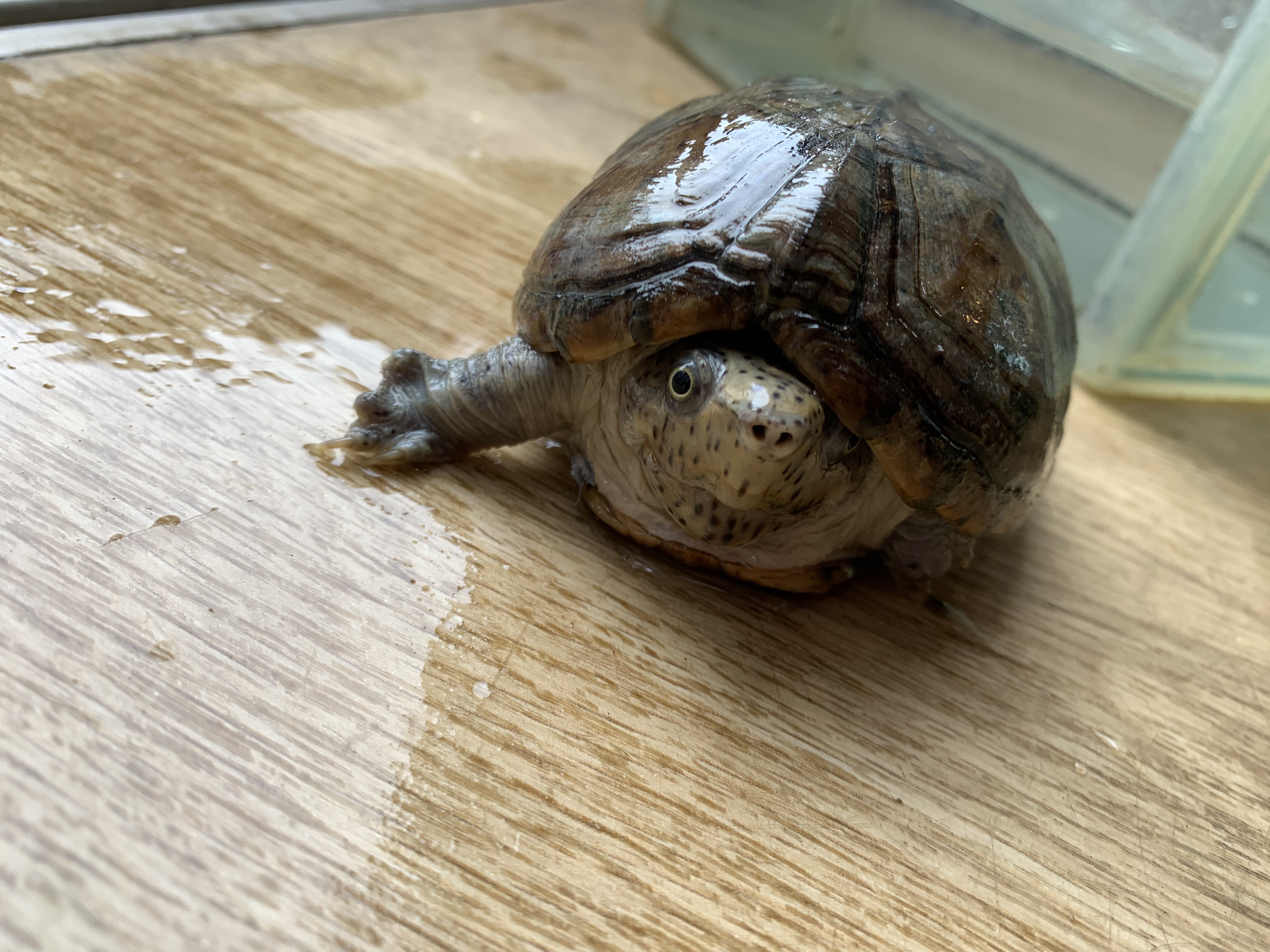 オオアタマヒメニオイガメ