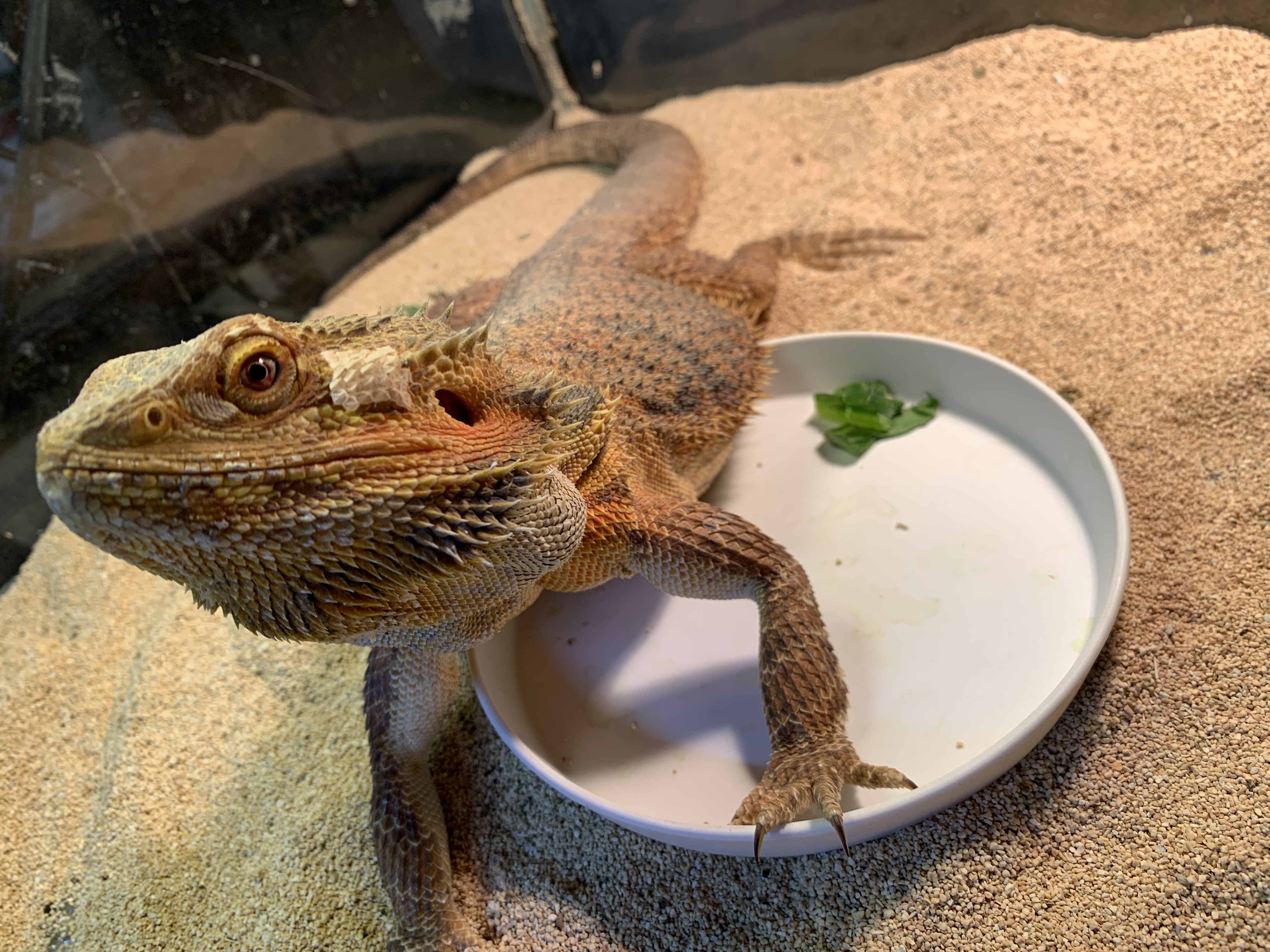 フトアゴ