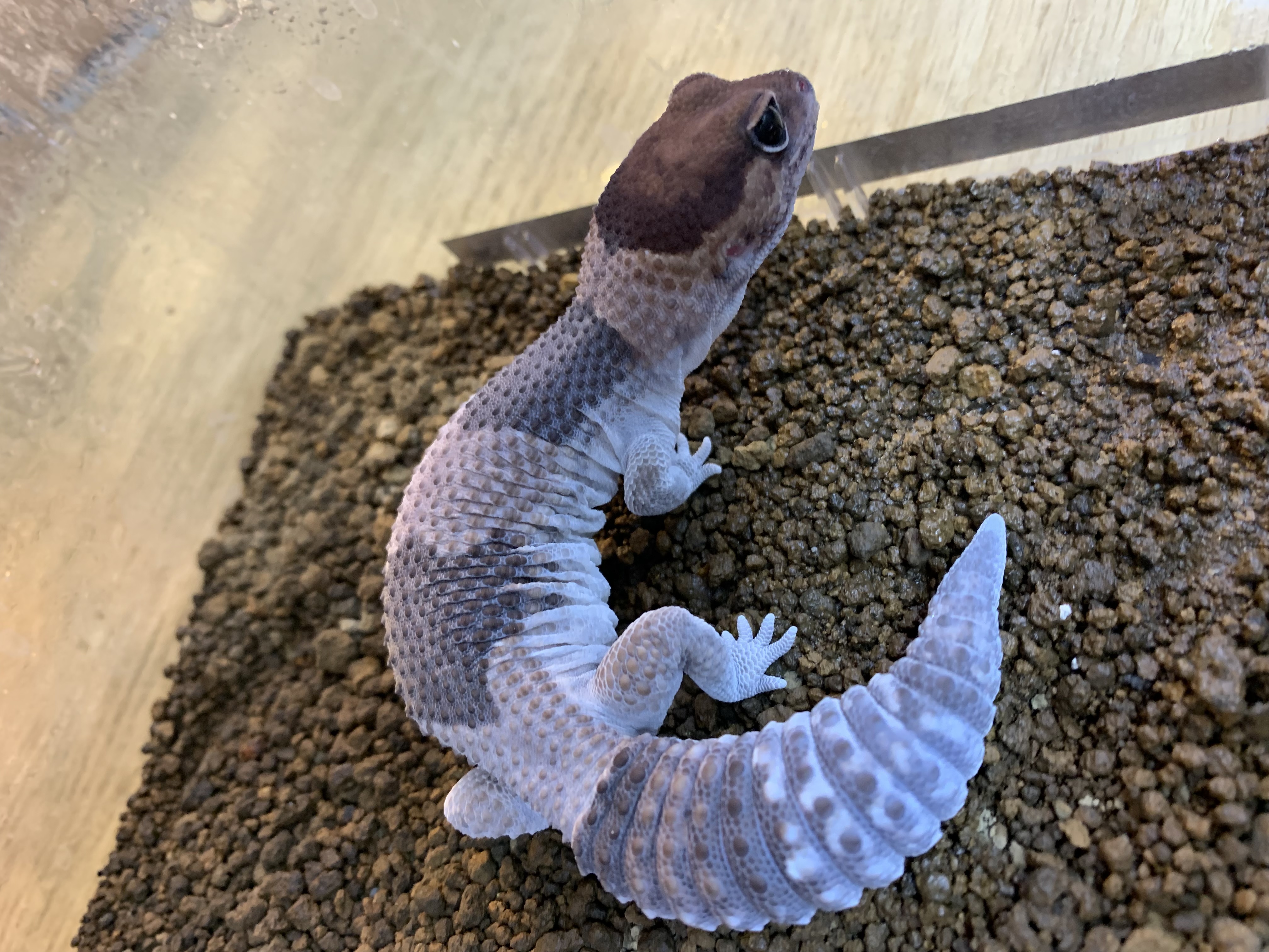 ニシアフリカトカゲモドキ