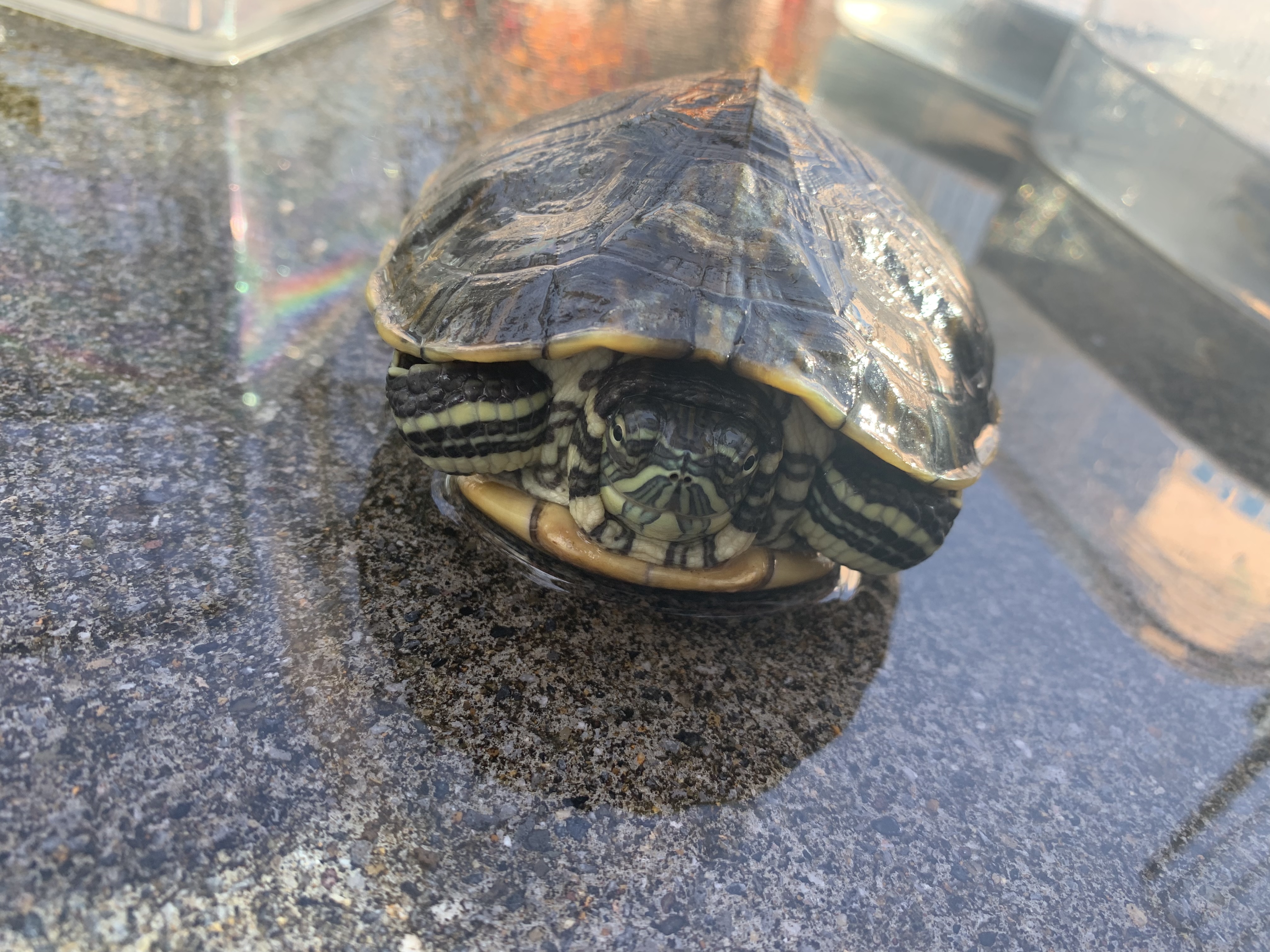 ニカラグアクジャクガメ