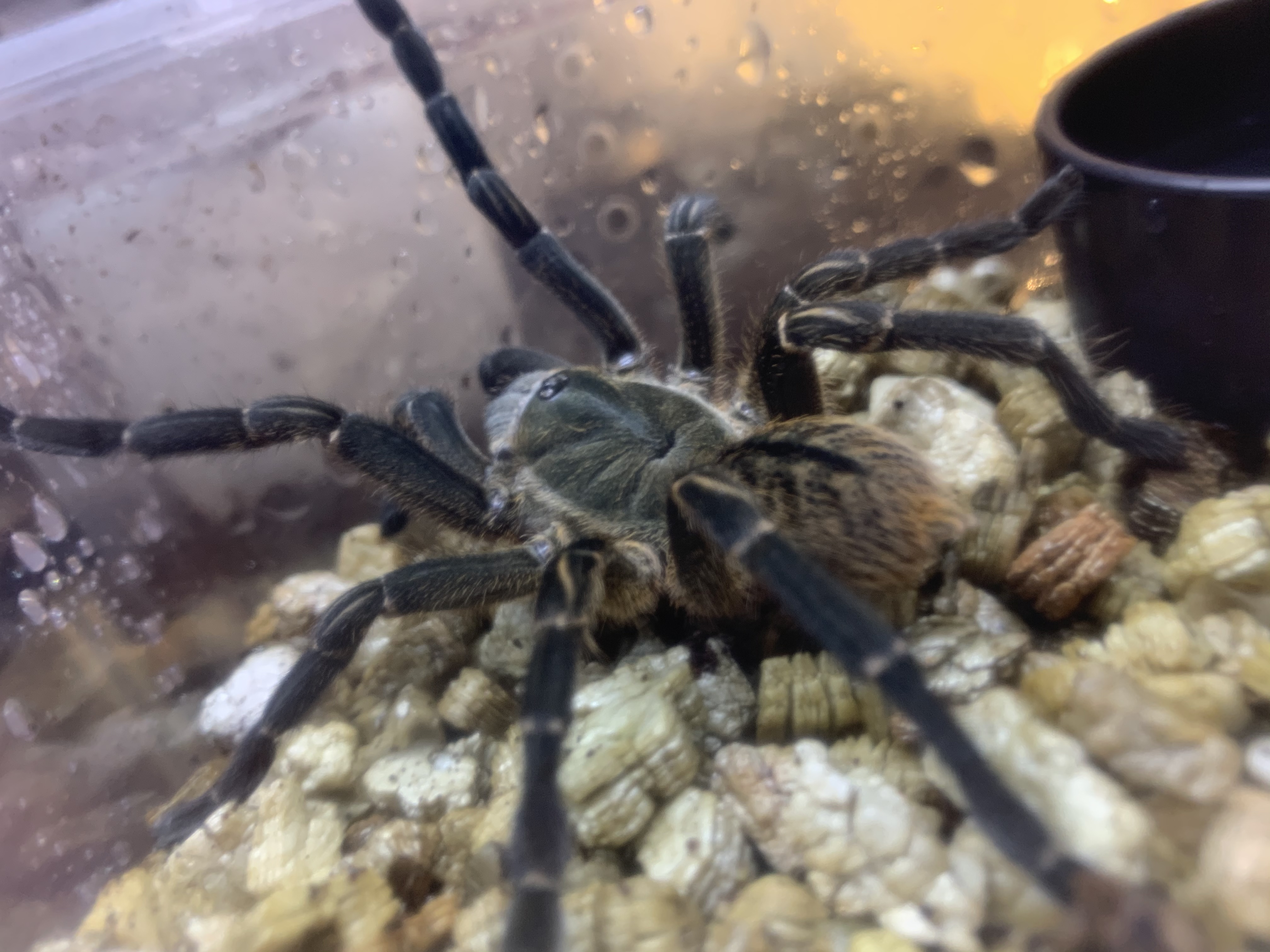 ブラウンタランチュラ